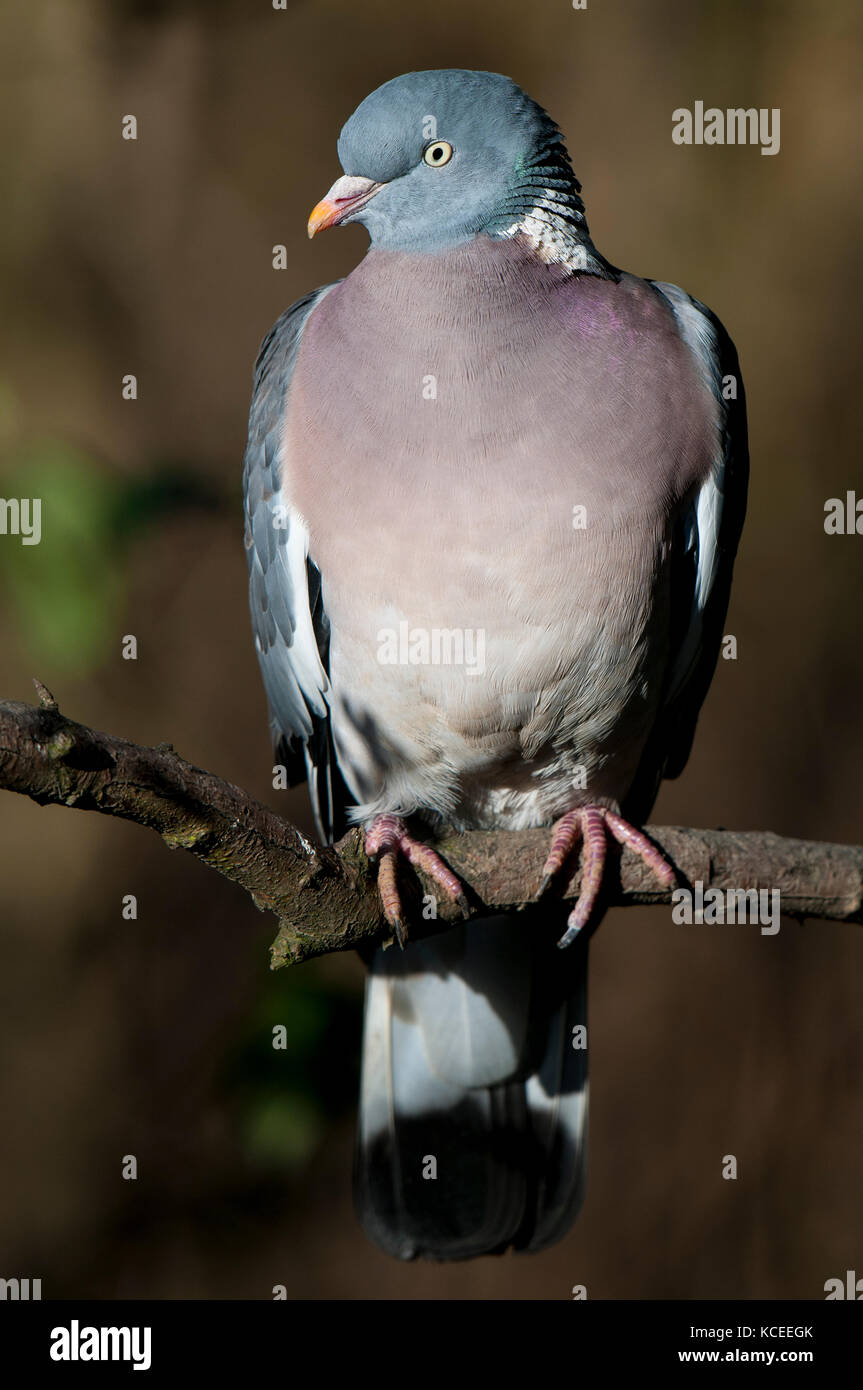 Un adulte ramier (Columba palumbus) perché sur une branche à Fairburn RSPB Ings, Castleford, West Yorkshire. Février. Banque D'Images