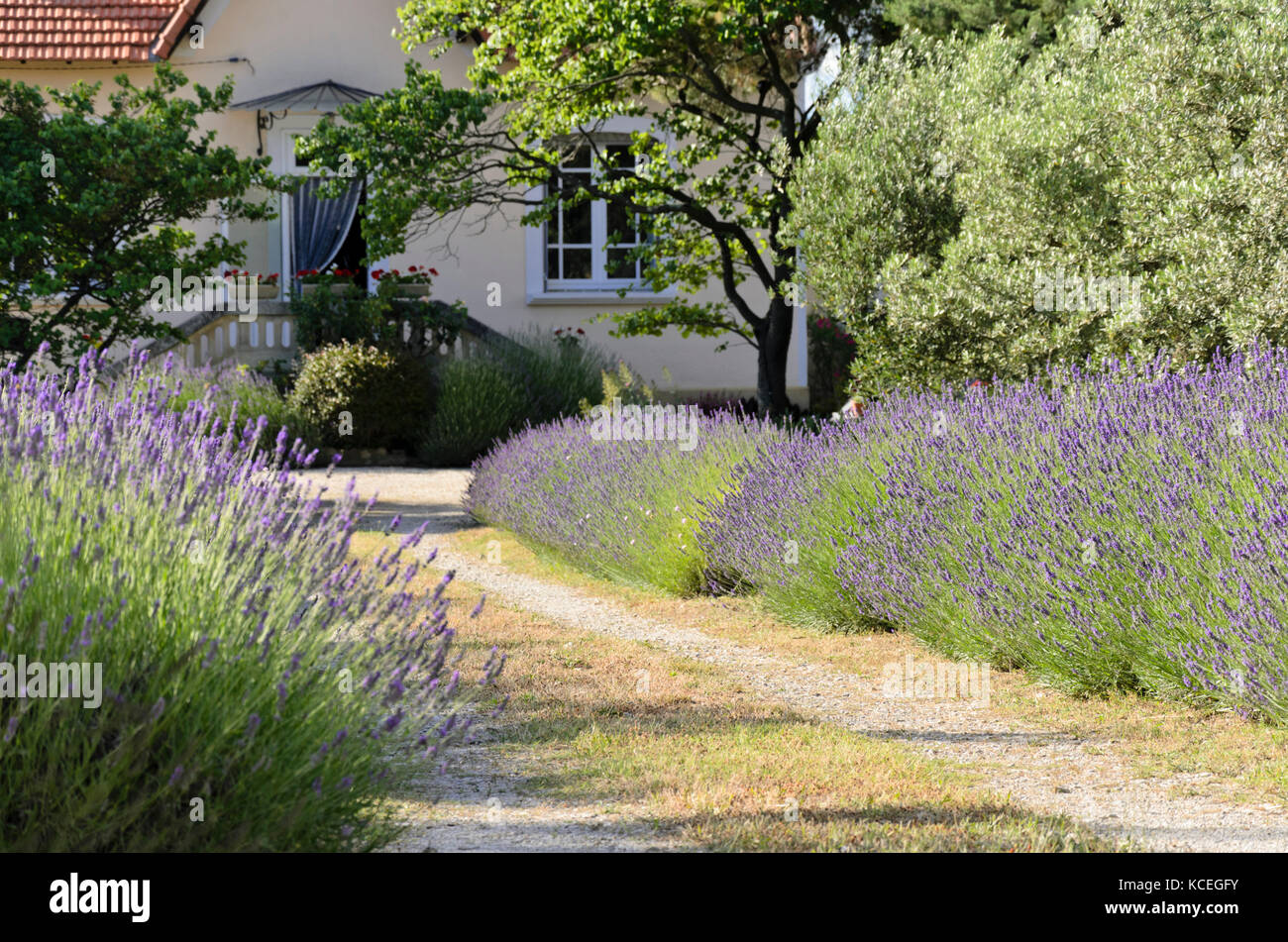 La lavande (lavandula) en face d'un bâtiment résidentiel Banque D'Images