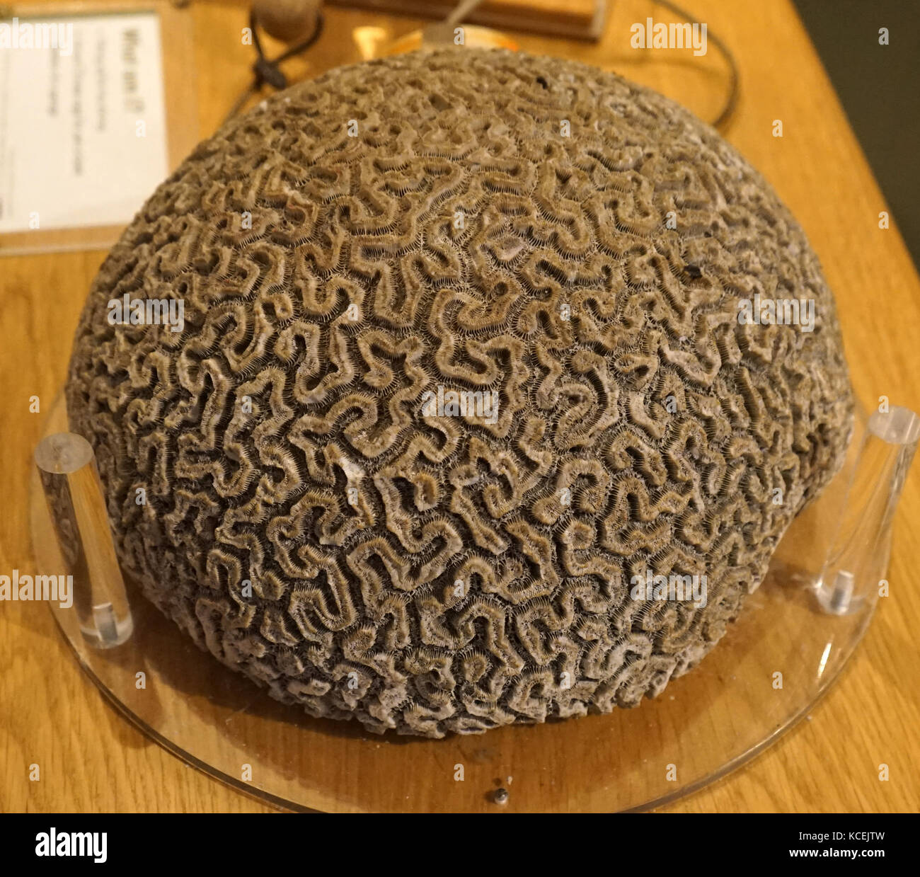 Brain coral est un nom commun donné à coraux dans la famille Mussidae, appelé ainsi en raison de leur forme sphéroïde généralement surface rainurée et qui ressemble à un cerveau Banque D'Images