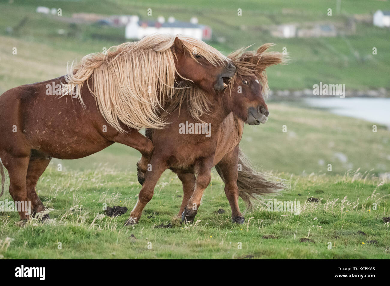 Les chevaux jouent au combat - les chevaux islandais jouent au combat dans les îles Shetland, en Écosse, au Royaume-Uni Banque D'Images