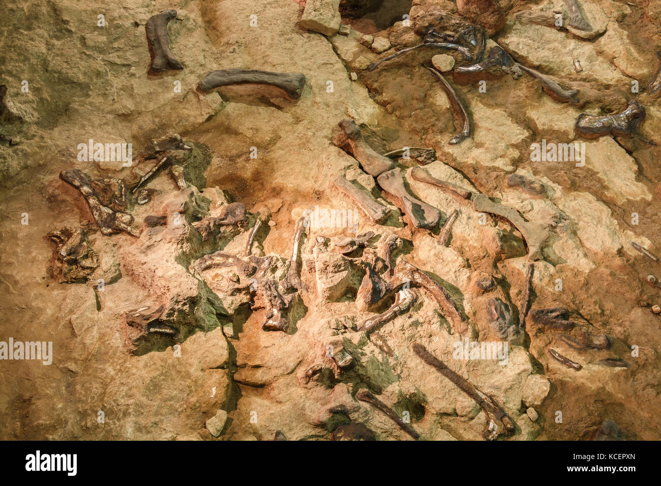 Fossile de Phuwiangosaurus sirindhornae au Musée Sirindhorn , Kalasinn , Thaïlande . ( Fossile presque complet ) . Banque D'Images