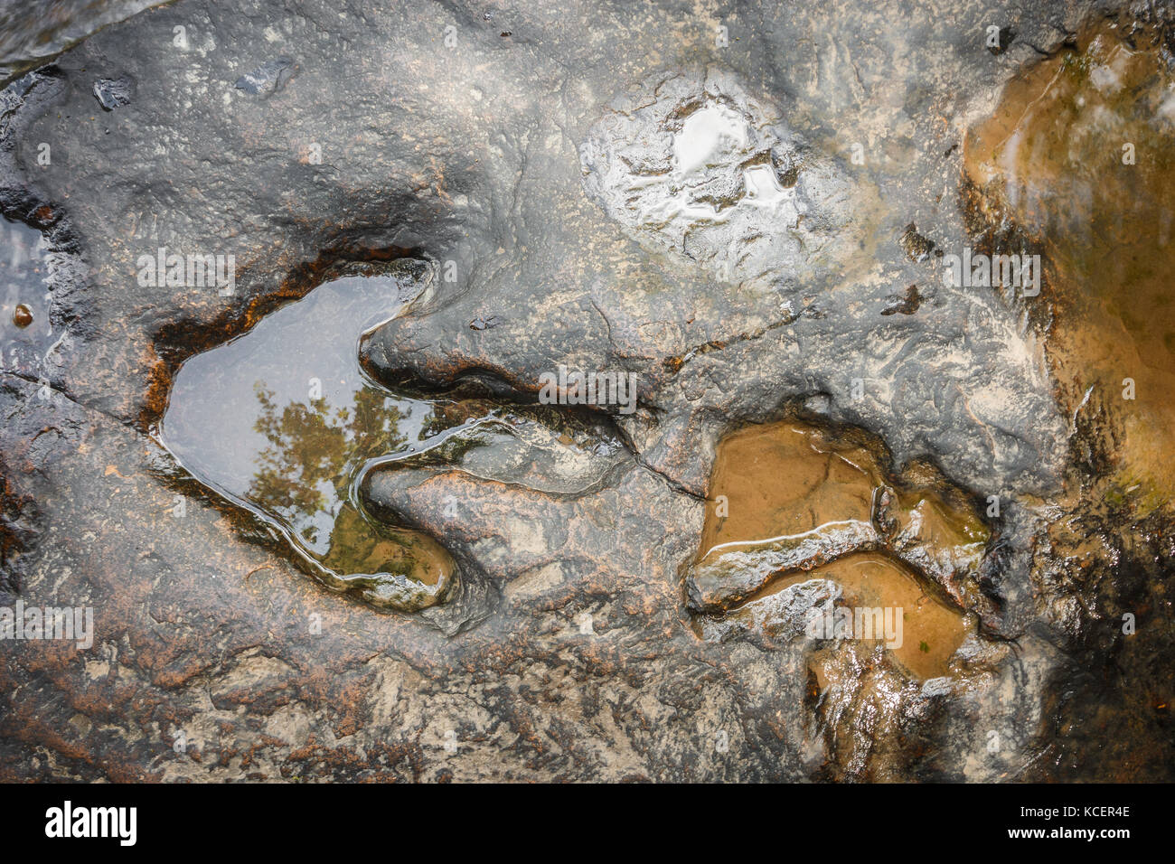 Empreinte de dinosaure ( Carnotaurus ) sur terre près du ruisseau au parc forestier national de Phu Faek , Kalasini , Thaïlande . De l'eau y est consignée . Banque D'Images