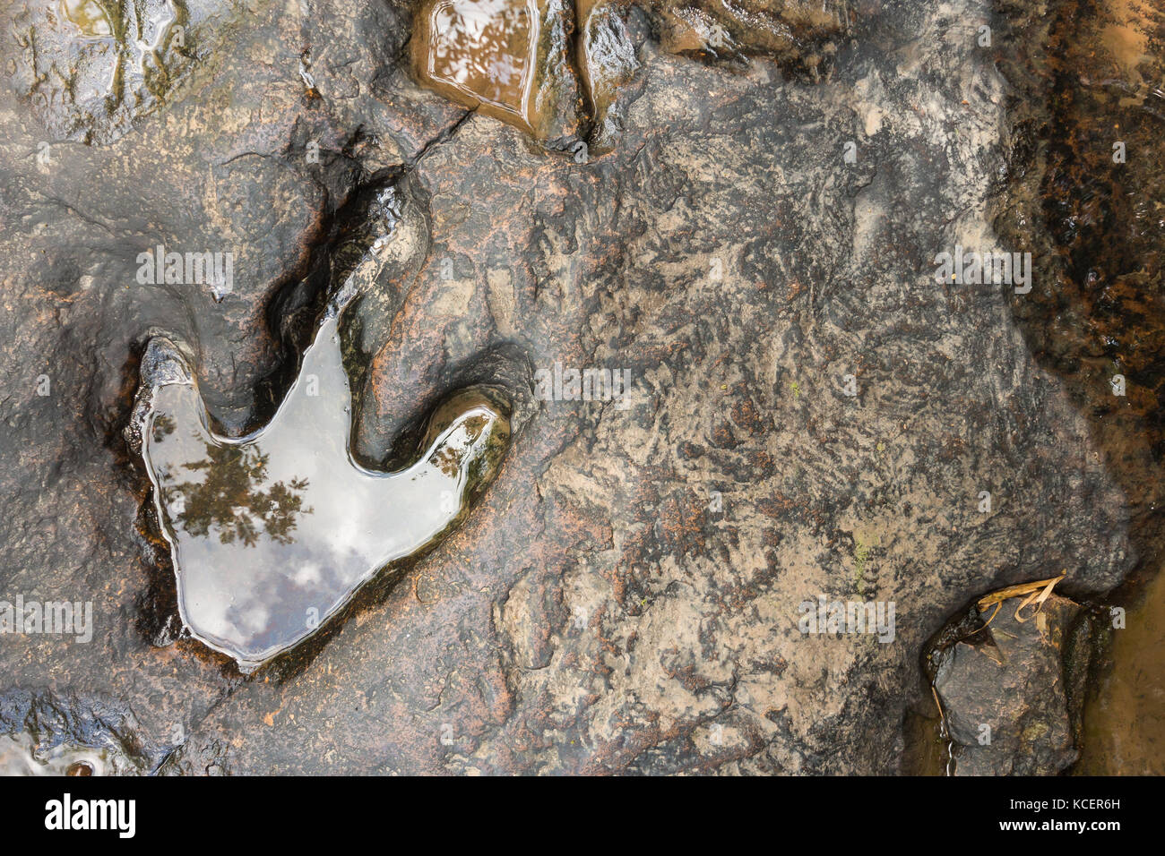 Empreinte de dinosaure ( Carnotaurus ) sur terre près du ruisseau au parc forestier national de Phu Faek , Kalasini , Thaïlande . De l'eau y est consignée . Banque D'Images