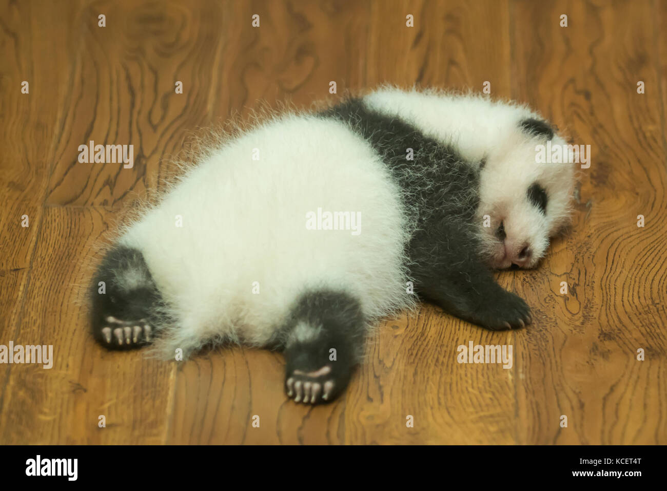 Bébé panda géant, Ailuropoda melanoleuca, à base de recherche panda, Chengdu, Sichuan, Chine Banque D'Images