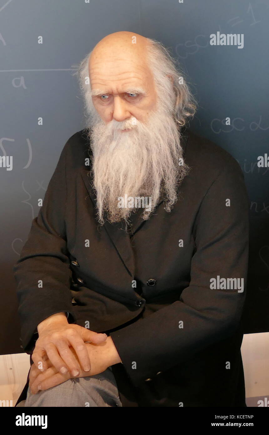 Sculpture cire cire () de Charles Darwin, (1809 - 1882), un naturaliste et géologue anglais, connu pour ses contributions à la science de l'évolution. CosmoCaixa Museum, Barcelone, Espagne Banque D'Images