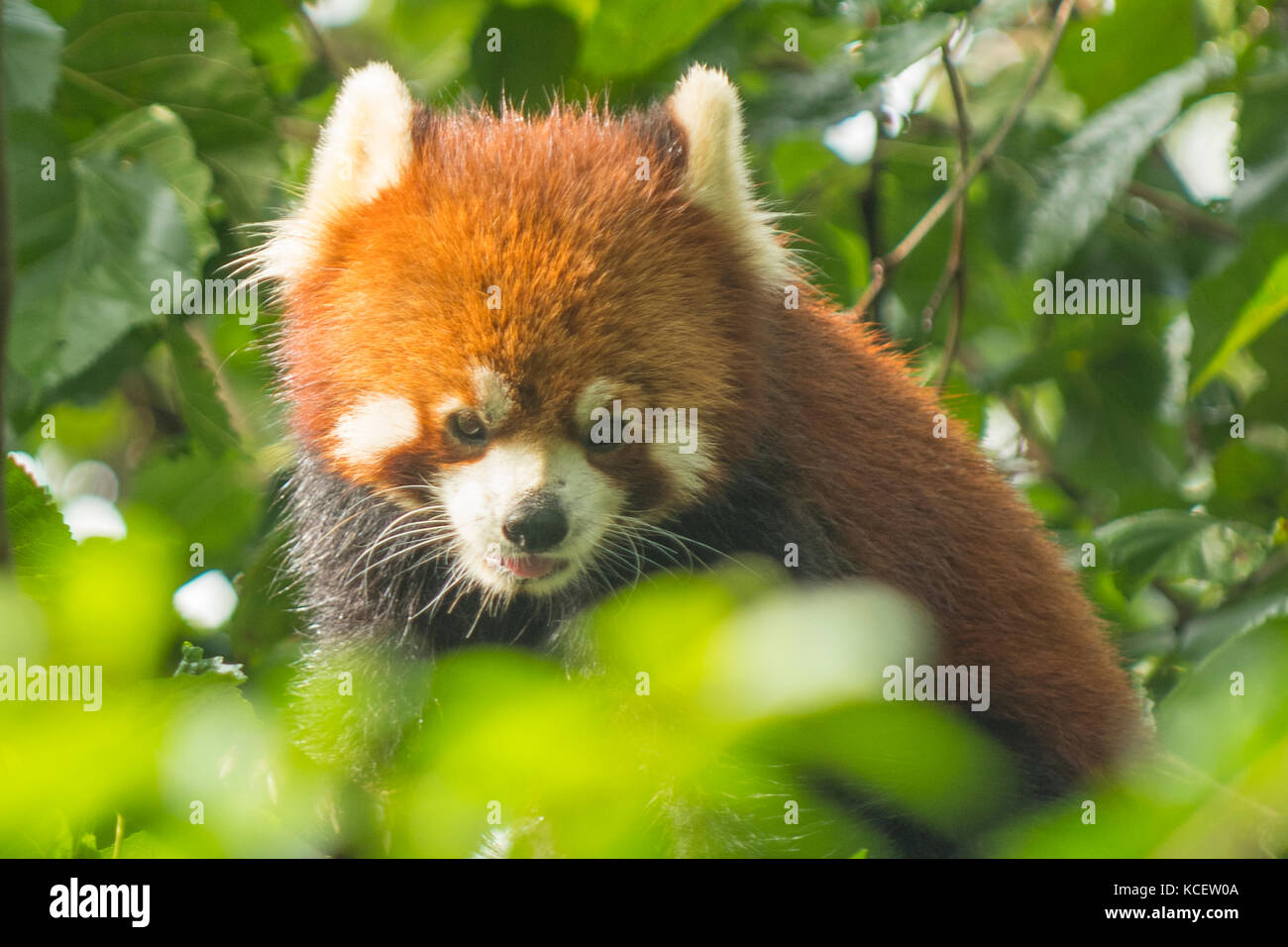 Le panda rouge, panda Ailurus fulgens à base de recherche, Chengdu, Sichuan, Chine Banque D'Images