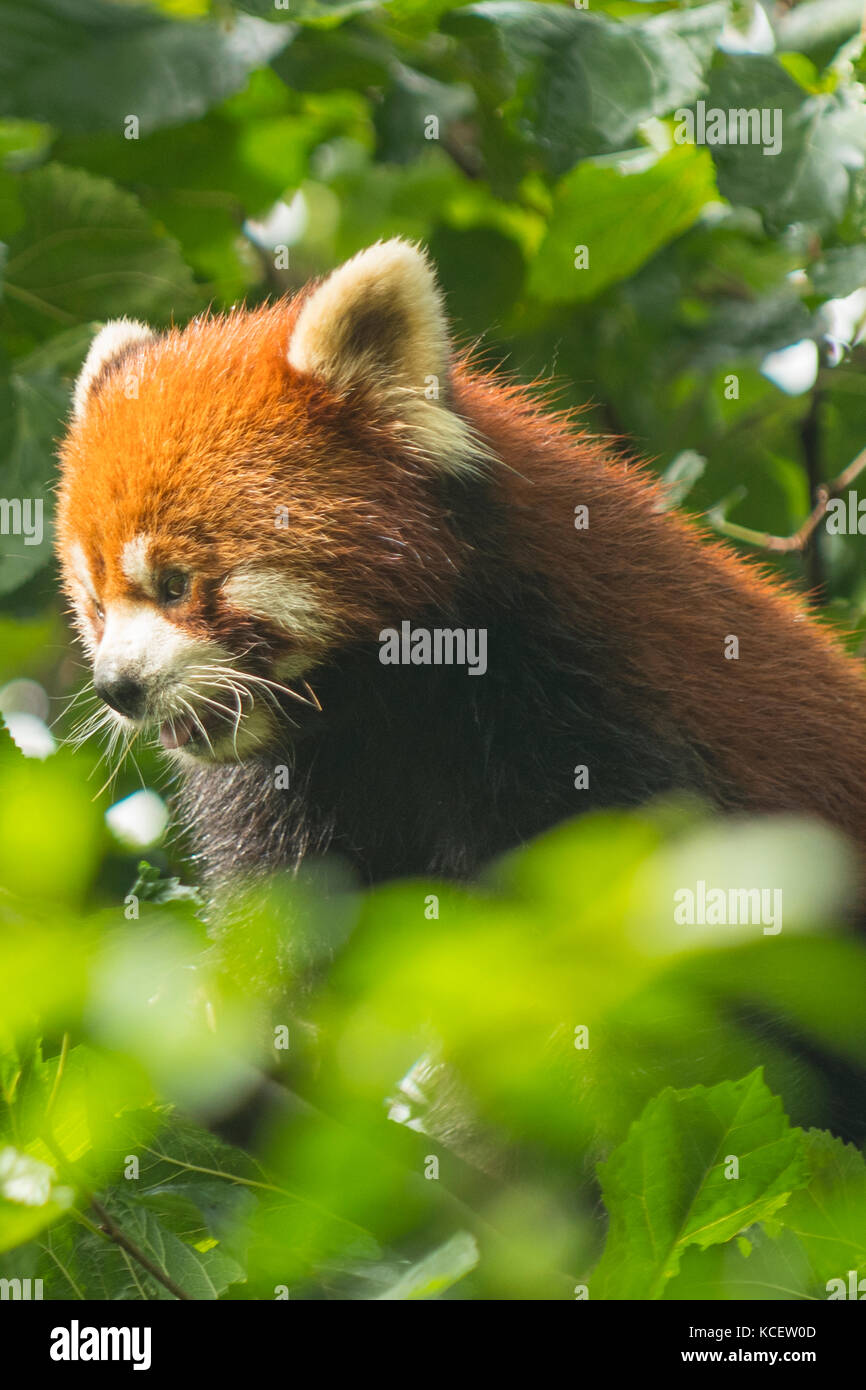 Le panda rouge, panda Ailurus fulgens à base de recherche, Chengdu, Sichuan, Chine Banque D'Images