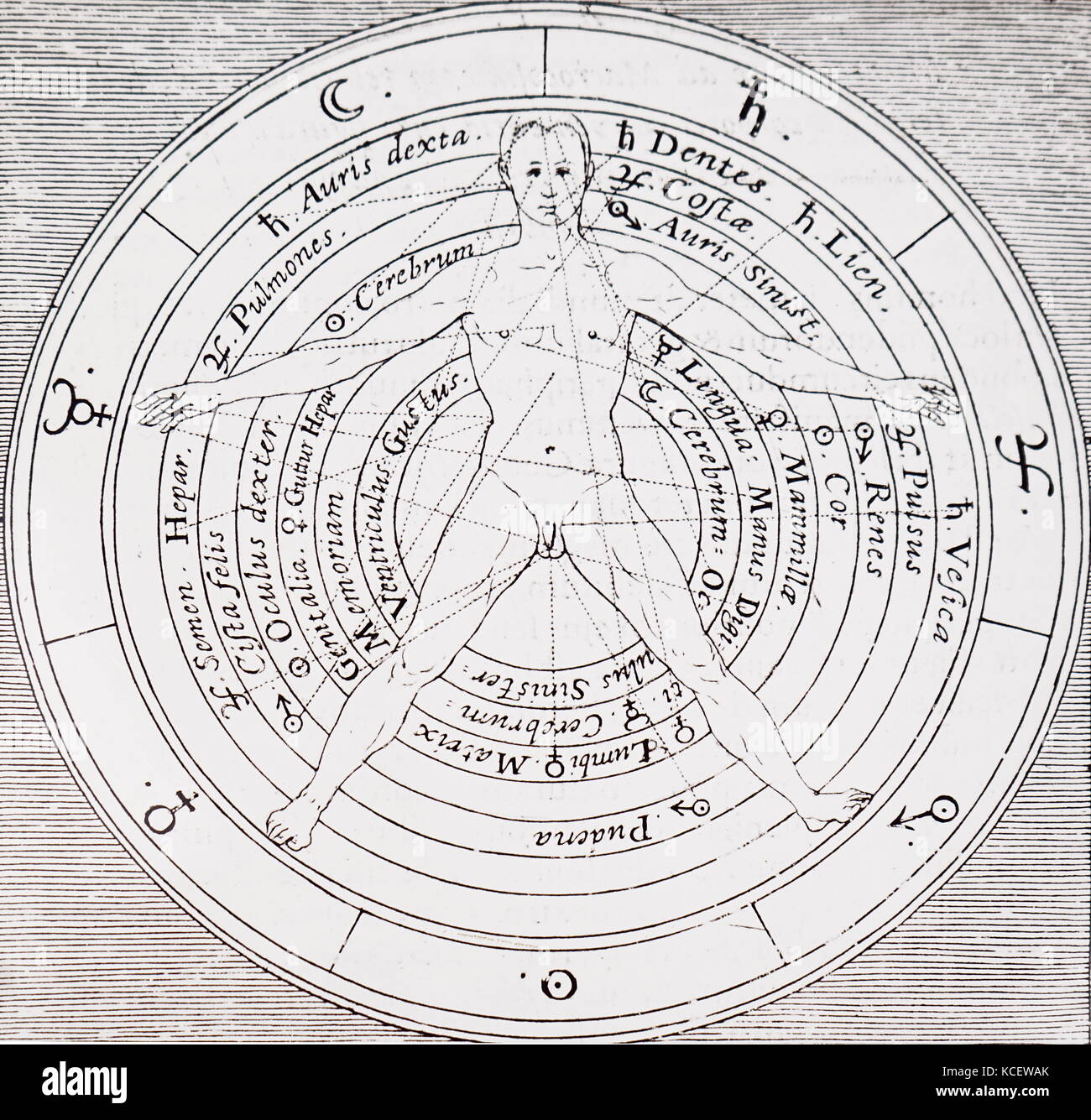 Les organes du corps et de l'influence des planètes sur elles par Robert Fludd (1574-1637) un médecin anglais Paracelsian avec tant scientifique que des intérêts occultes. En date du 17e siècle Banque D'Images