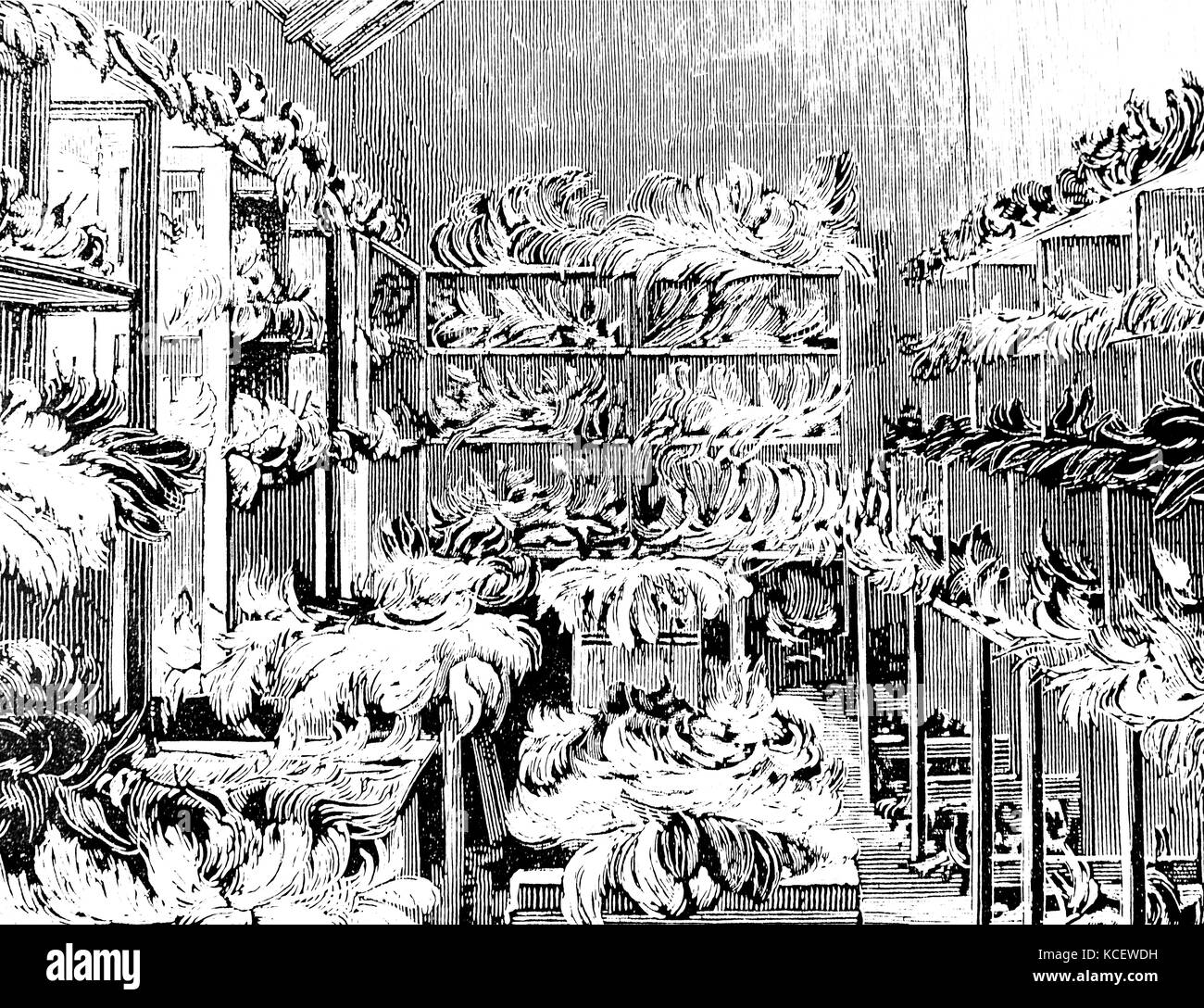 Illustration des plumes d'autruche prêt pour l'emballage et expédition sur une ferme d'autruches près de Grahamstown, Afrique du Sud. En date du 19e siècle Banque D'Images