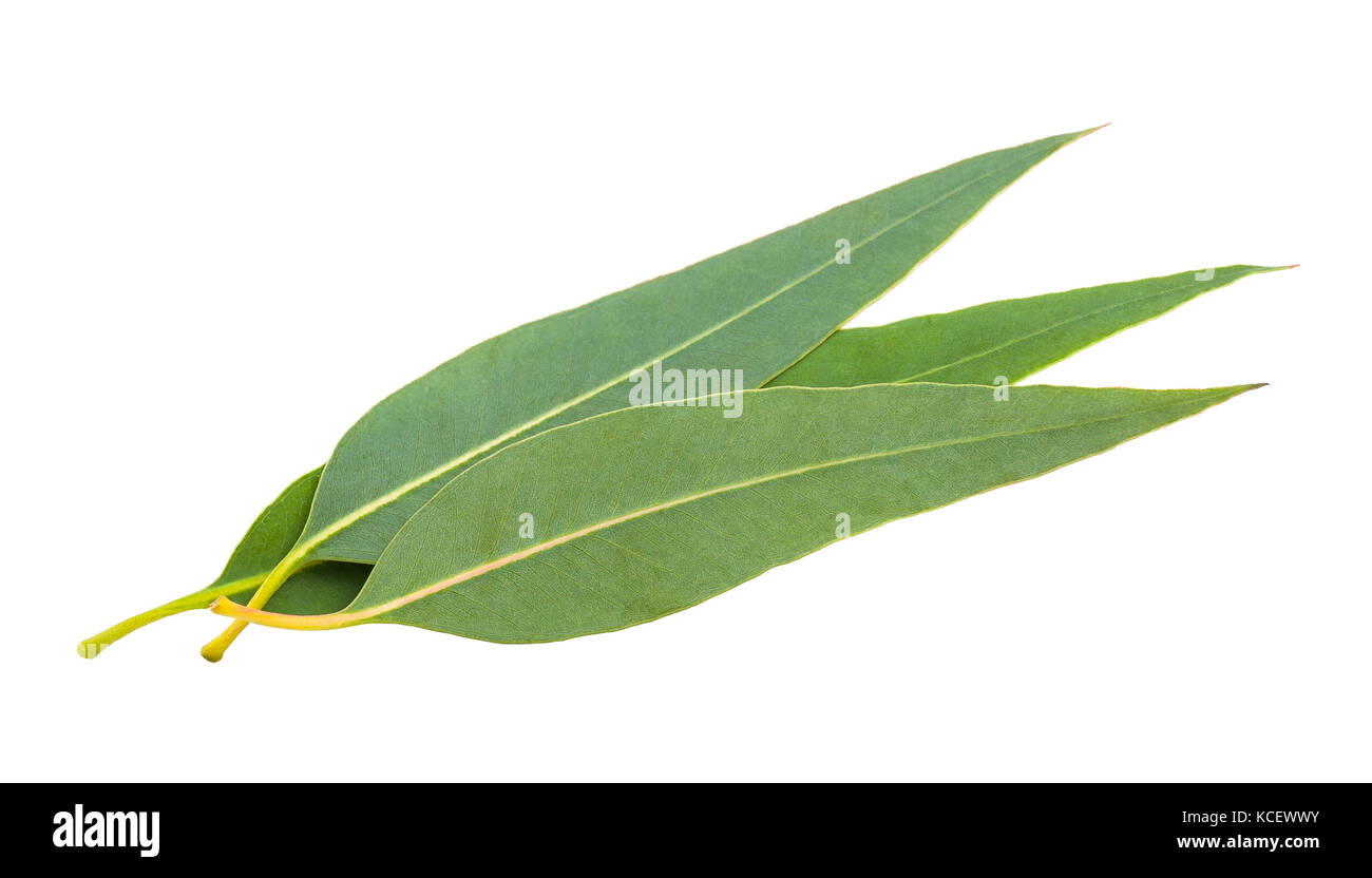 Des feuilles d'eucalyptus isolé sur fond blanc Banque D'Images