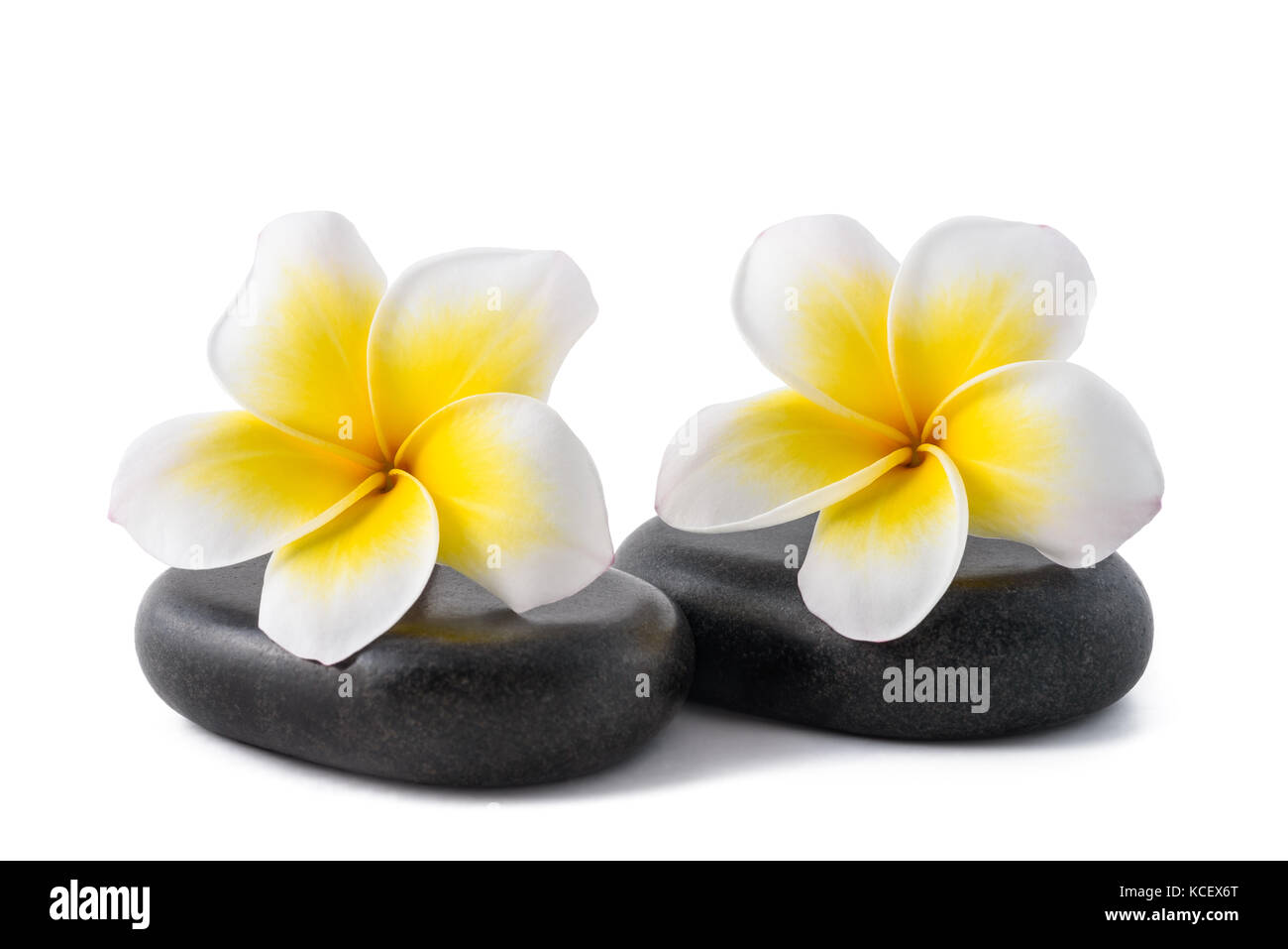 Fleurs de frangipanier sur zen pebbles isolated on white Banque D'Images