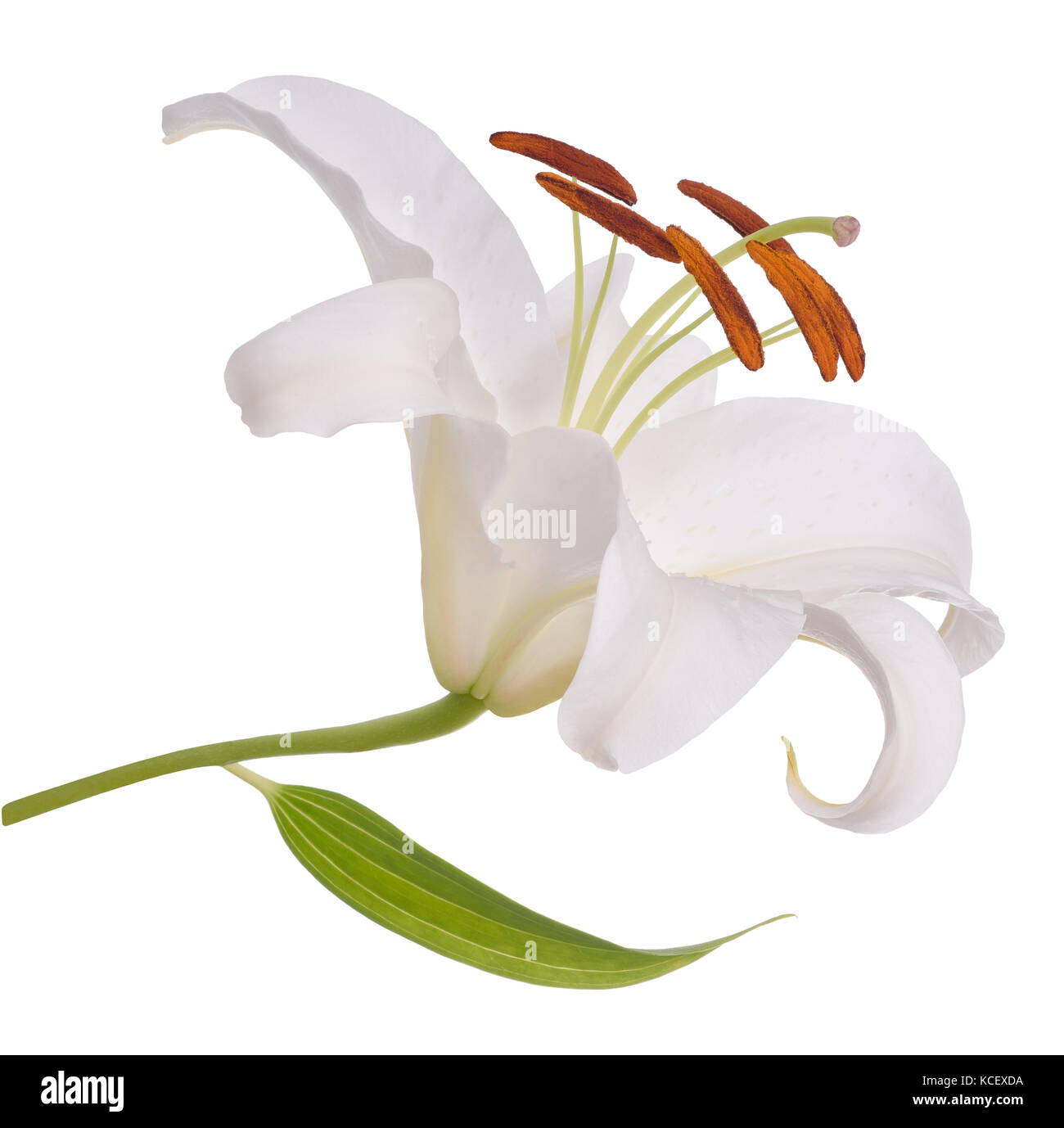Fleur de lys blanc isolé sur fond blanc Banque D'Images