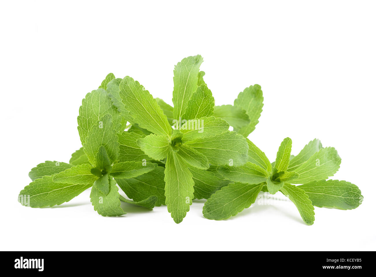 Le Stevia rebaudiana isolé sur fond blanc Banque D'Images