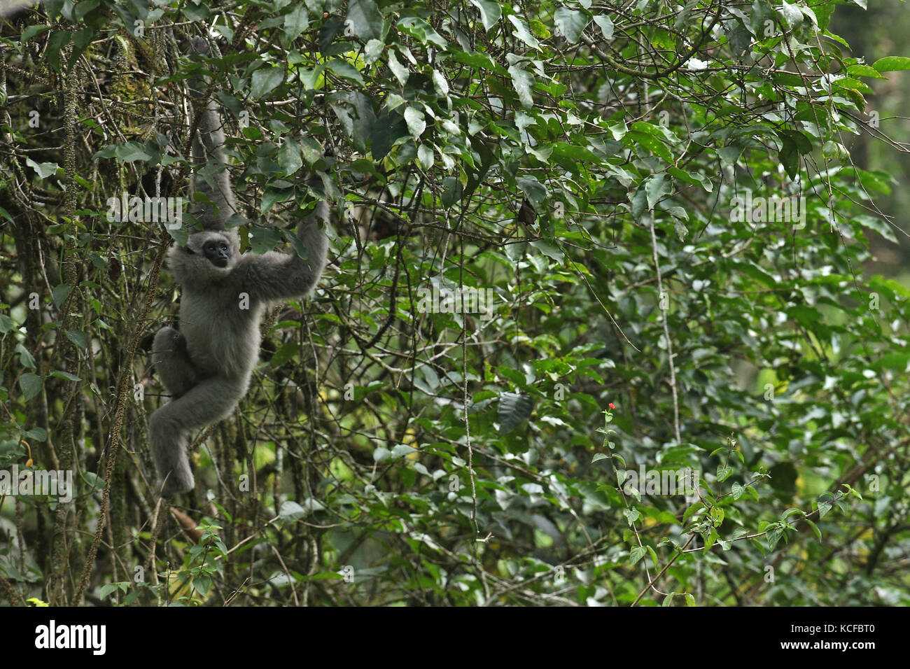 Bandung, Indonésie. 5 octobre 2017. Un gibbon argenté (Hylobates moloch) est vu après avoir été libéré à Java occidental, Indonésie, Oct. 5, 2017. Le nombre de gibbon argenté continue de diminuer en raison de la destruction des forêts et des activités de braconnage. Credit : Banyu Biru) (HY/Xinhua/Alamy Live News Banque D'Images