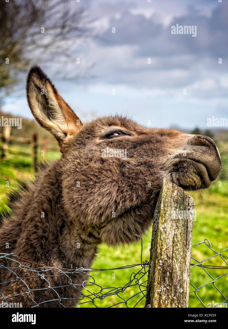 âne comique Banque de photographies et d’images à haute résolution - Alamy