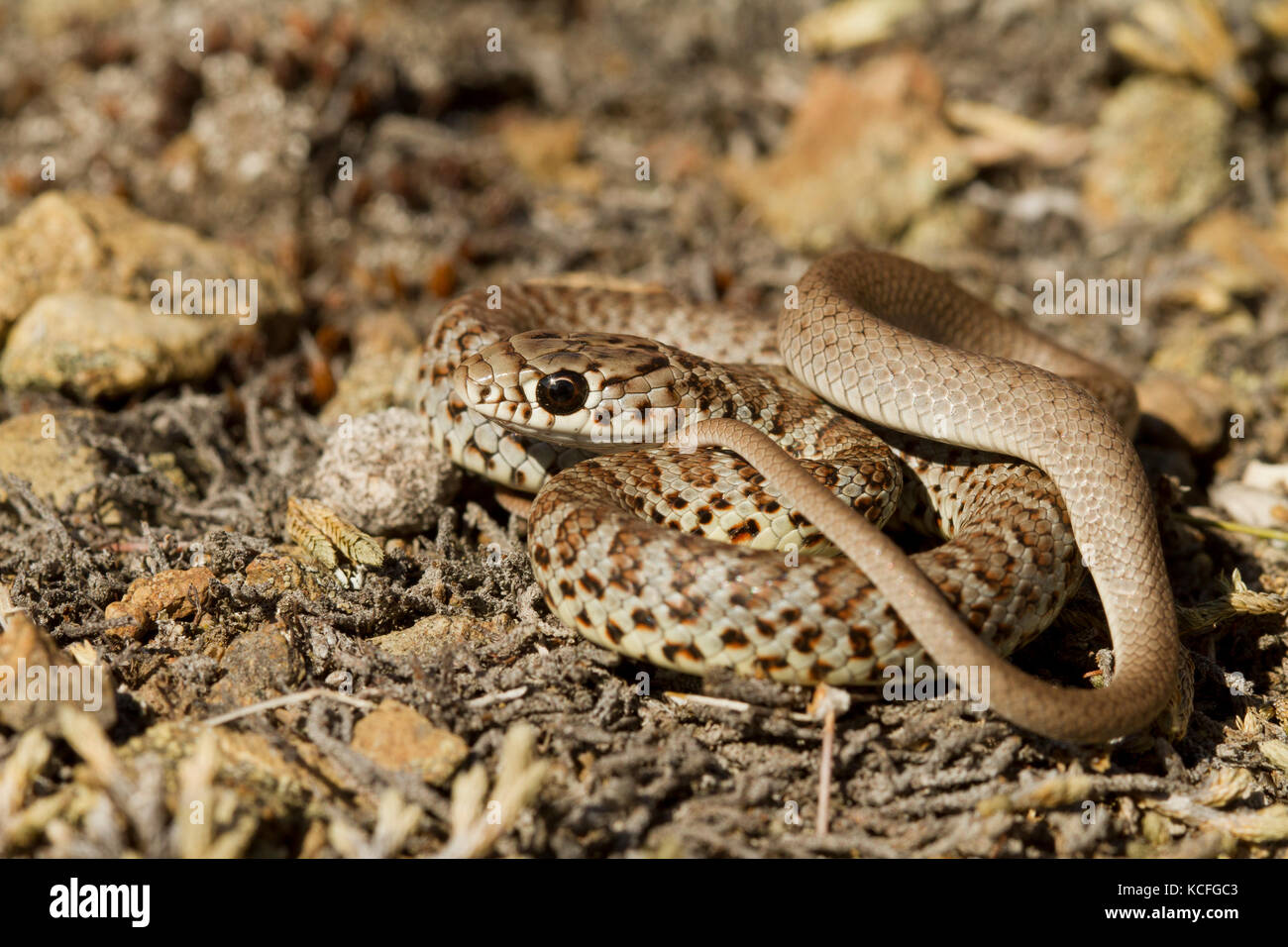 Close up of Yellow-bellied Racers, Coluber constrictor mormon, Désert du Grand Bassin, de l'Okanagan, Colombie-Britannique, Canada Banque D'Images