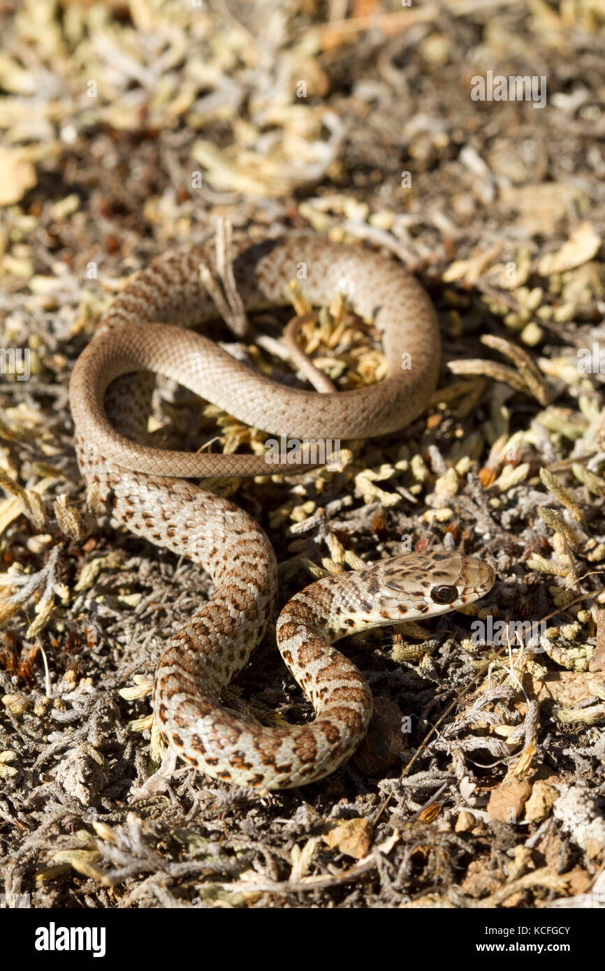 Close up of Yellow-bellied Racers, Coluber constrictor mormon, Désert du Grand Bassin, de l'Okanagan, Colombie-Britannique, Canada Banque D'Images