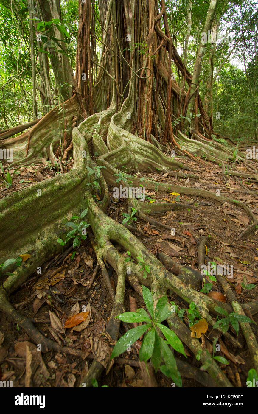 Strangler Fig, péninsule d'Osa, l'Amérique centrale, le Costa Rica Banque D'Images