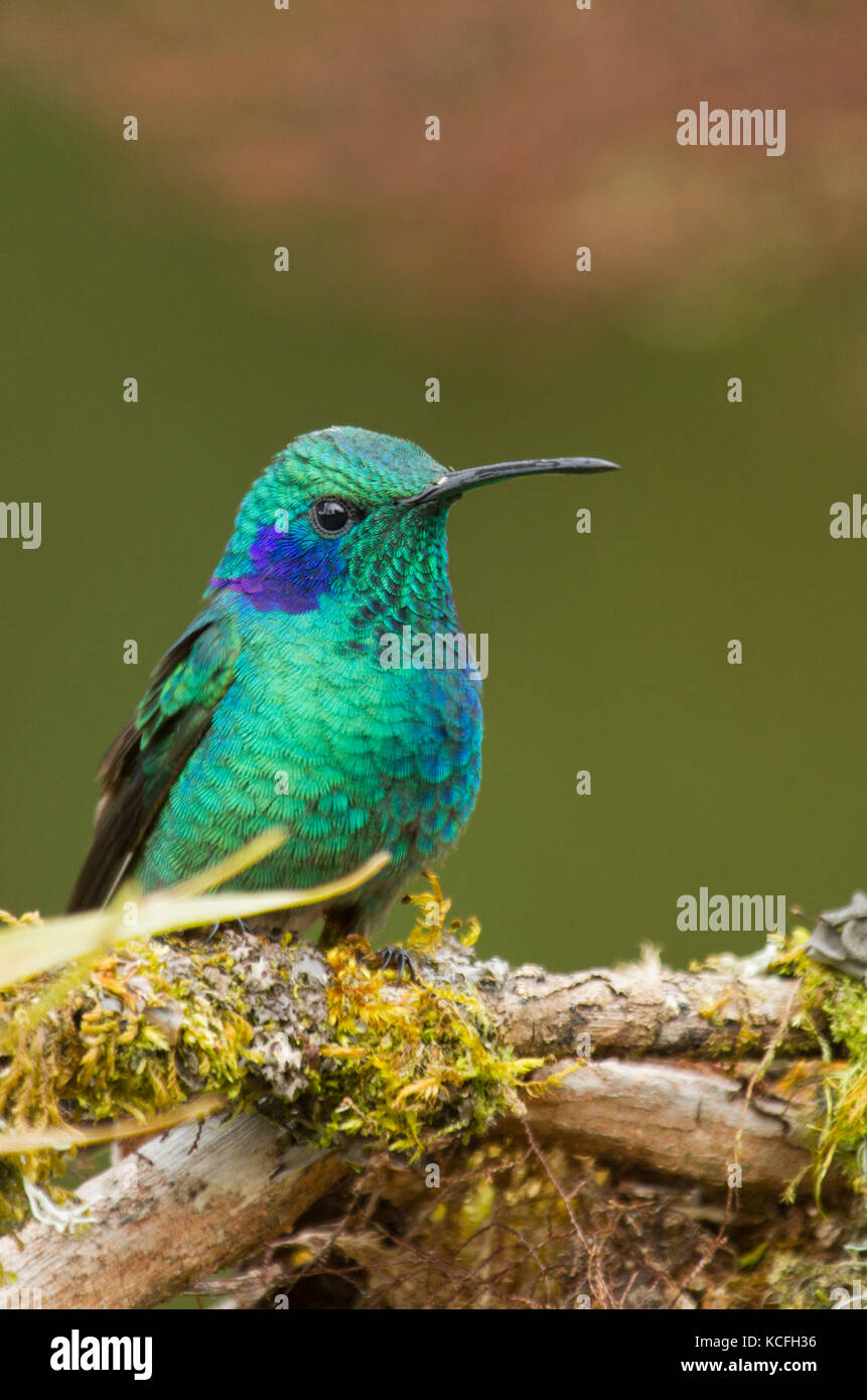 Violet Vert Colibri de l'oreille, l'Amérique centrale, le Costa Rica, Hummingbird, Colibri thalassinus Banque D'Images