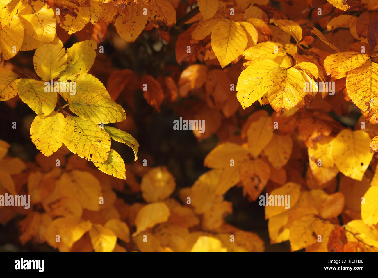 Automne feuilles de hêtre Banque D'Images