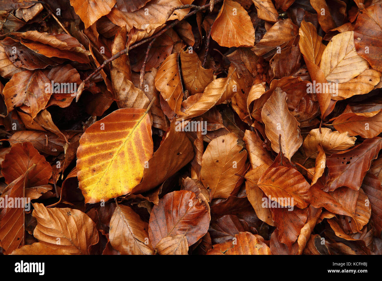 Feuilles de hêtre mort sur le terrain en novembre, des Asturies. L'Espagne. Banque D'Images Feuilles de hêtre mort sur le terrain en novembre, des Asturies. L'Espagne. Banque D'Images