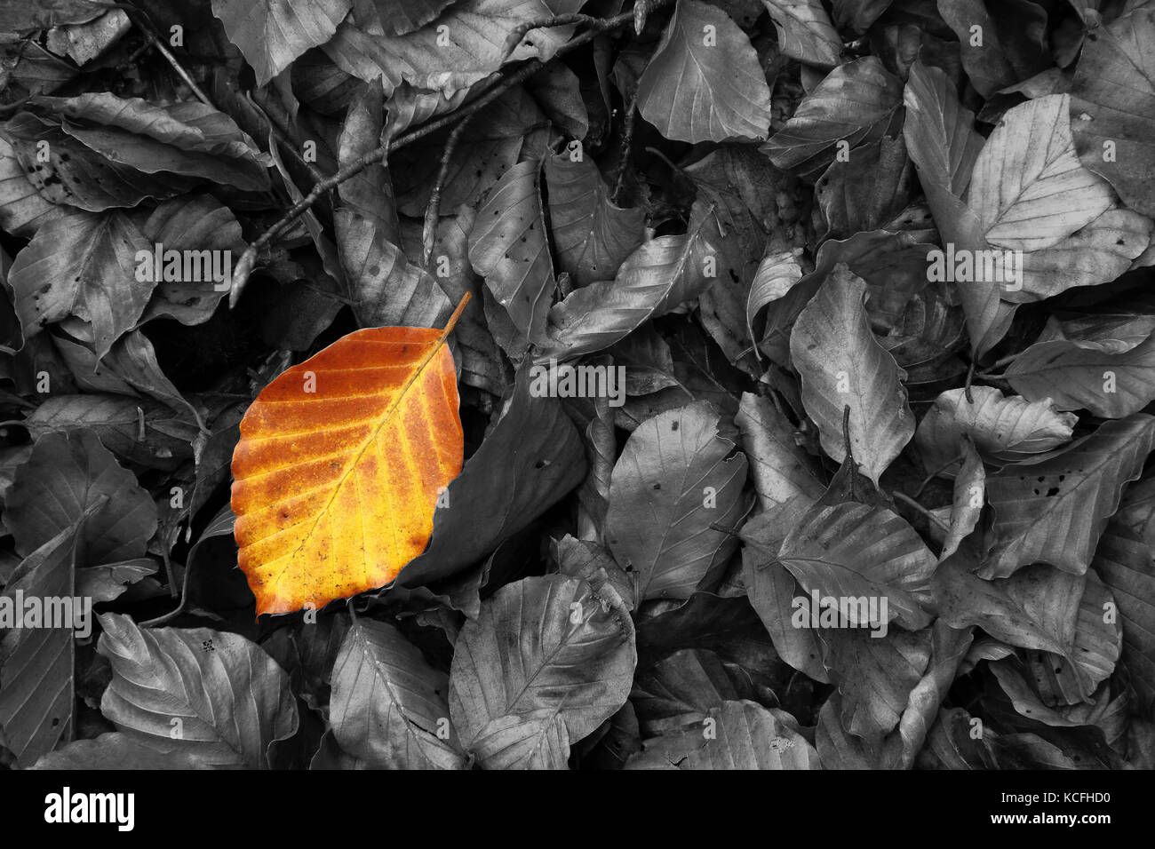 Feuilles de hêtre mort sur le terrain en novembre, des Asturies. L'Espagne. Banque D'Images Feuilles de hêtre mort sur le terrain en novembre, des Asturies. L'Espagne. Banque D'Images