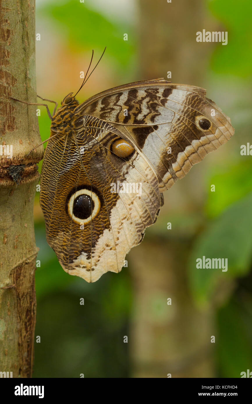 Lépidoptères, Papillon, Caligo sp, l'Amérique centrale, le Costa Rica Banque D'Images
