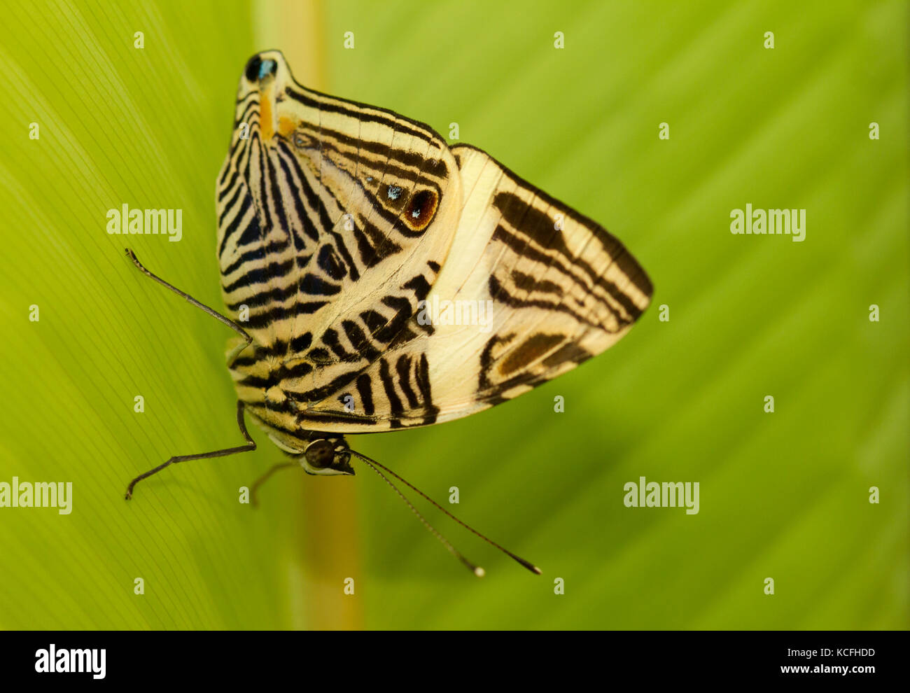 Colobura dirce, Papillon, Lepidoptera, Colobura dirce, l'Amérique centrale, le Costa Rica Banque D'Images
