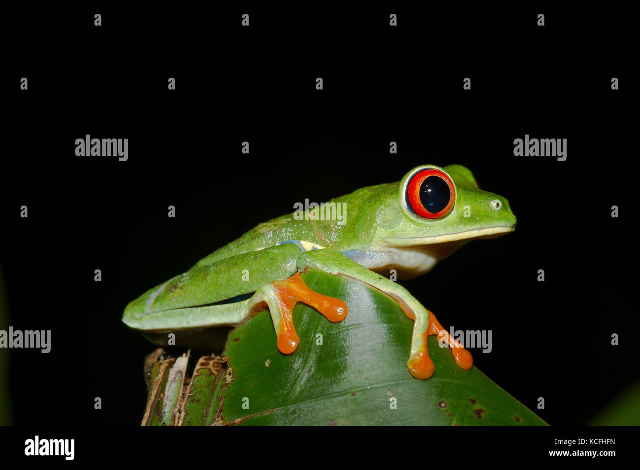 Red-eyed tree frog, agalychnis callidryas Banque D'Images