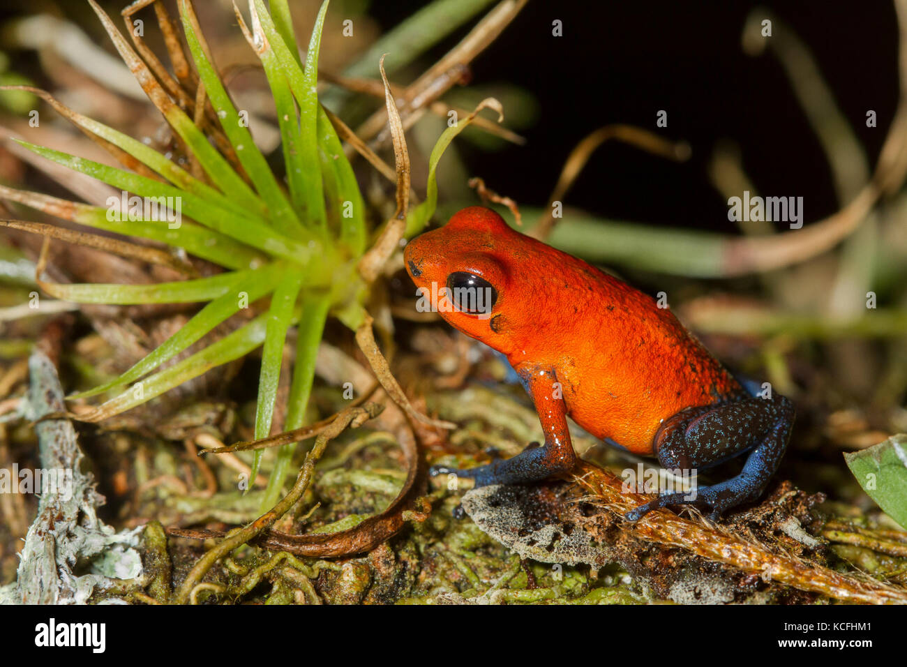 Strawberry poison dart frog, Oophaga pumilio Costa Rica, Amérique centrale, Banque D'Images