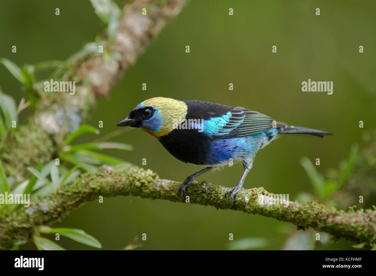 Tangara à capuchon doré, Tangara larvata, l'Amérique centrale, le Costa Rica Banque D'Images