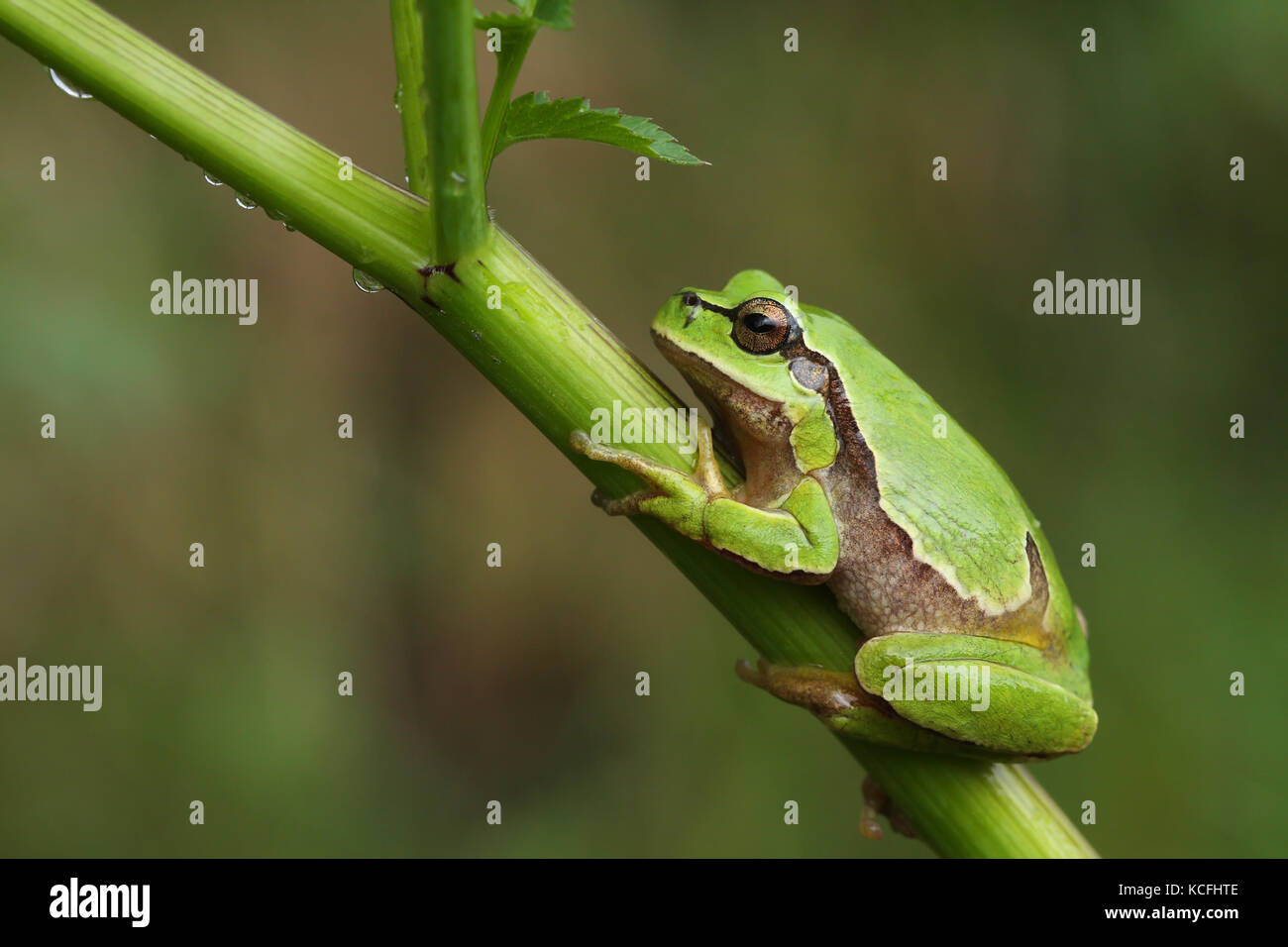 European tree frog (Hyla arborea) sur une plante verte Banque D'Images