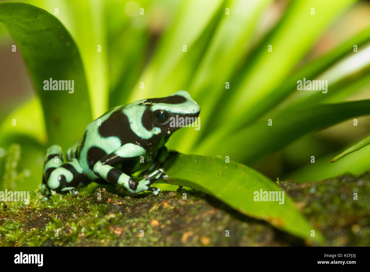 Green and black poison dart frog, Dendrobates auratus, Costa Rica, Amérique Centrale Banque D'Images