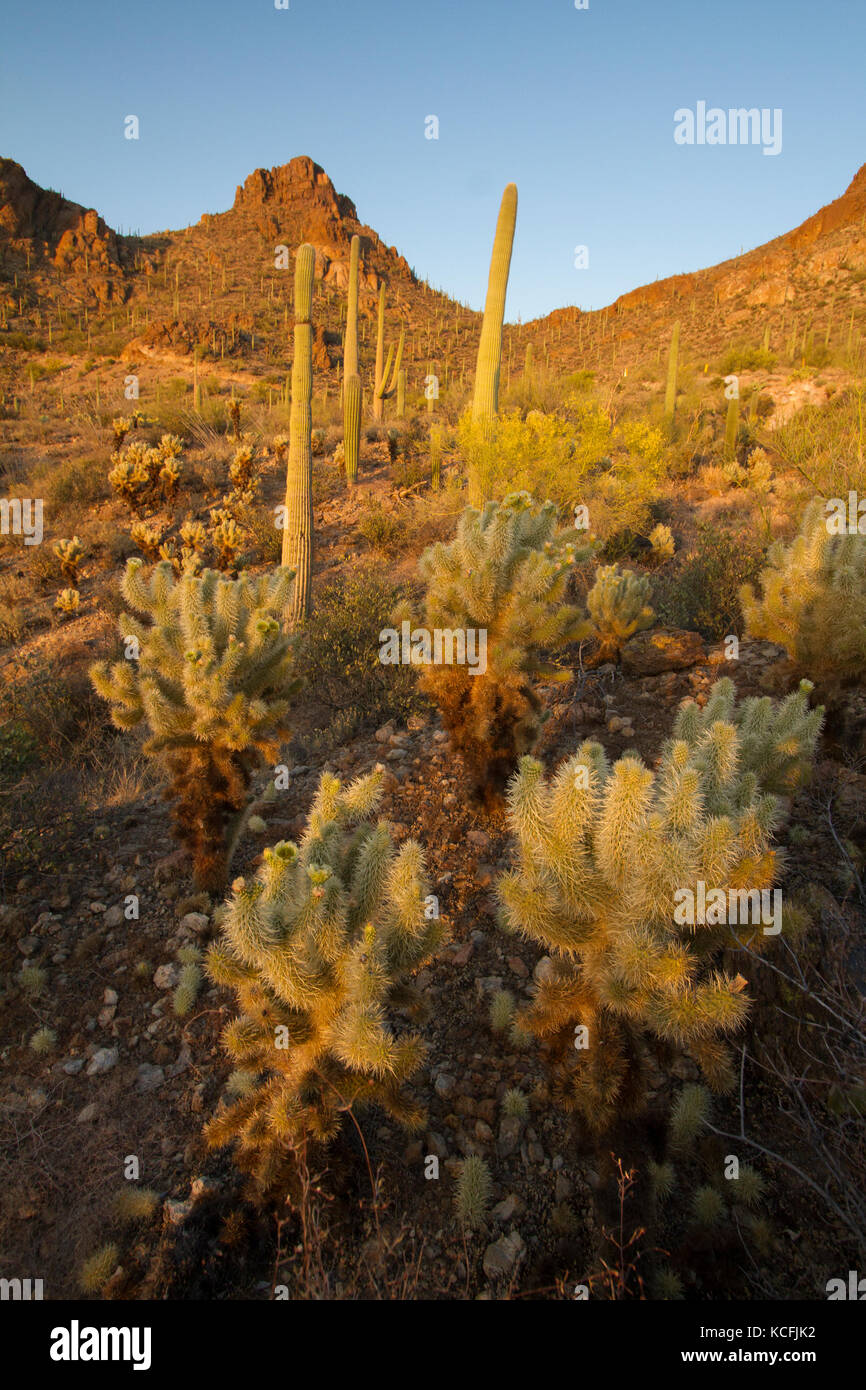 Arizona, désert de Sonora, Suguaro Cactus, United States, USA Banque D'Images