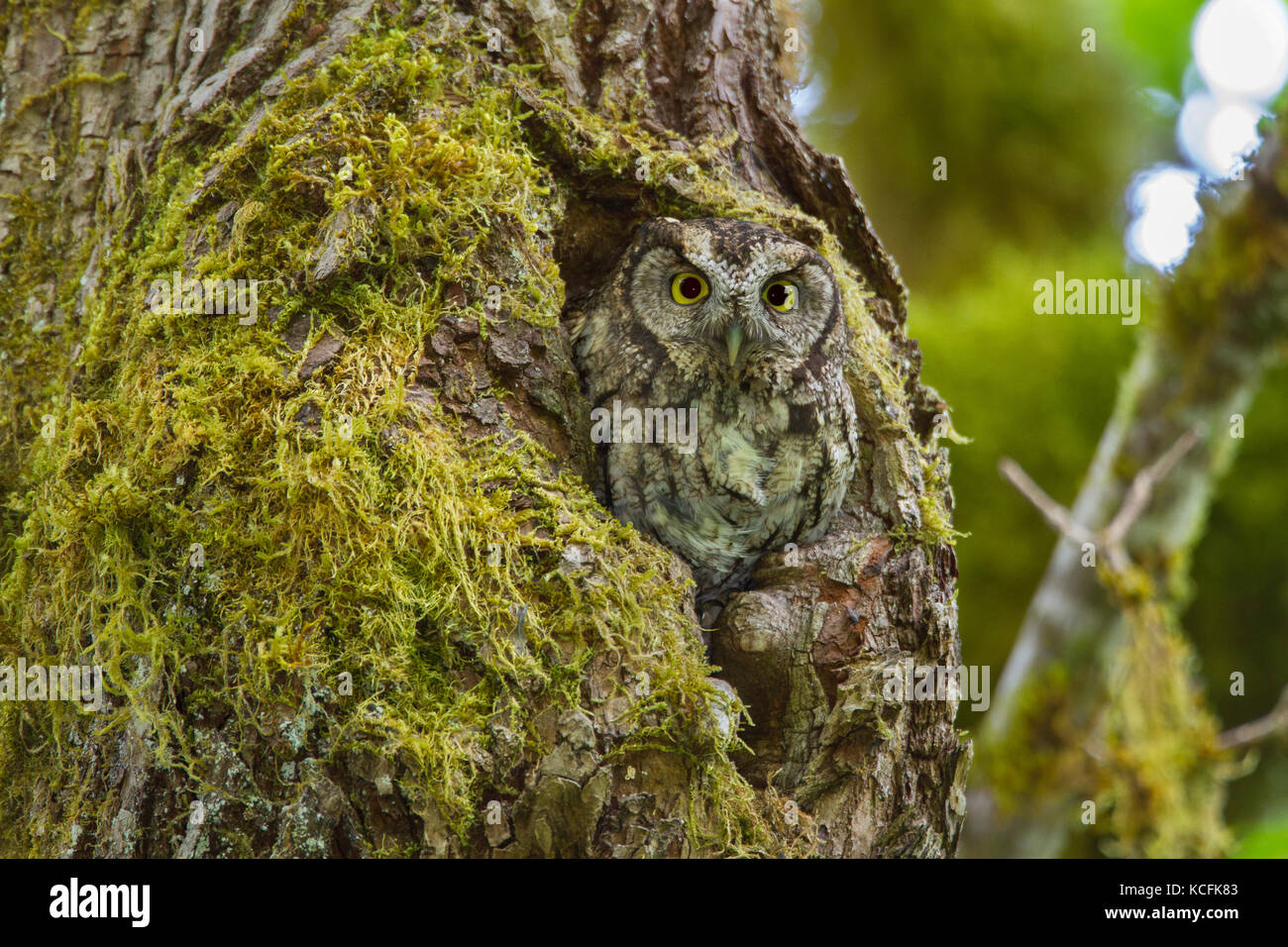 Petit Hibou, Megascopes kennicottii kennicottii kennicottii, Lac, Clowholm, Sunshine Coast, British Columbia, Canada Banque D'Images