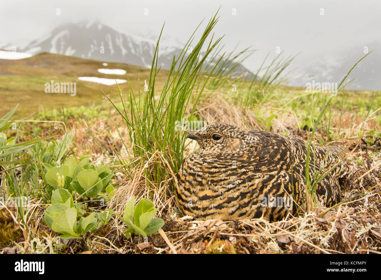 Lagopède, Lagopus muta, assis sur son nid, la toundra de l'Alaska, USA Banque D'Images