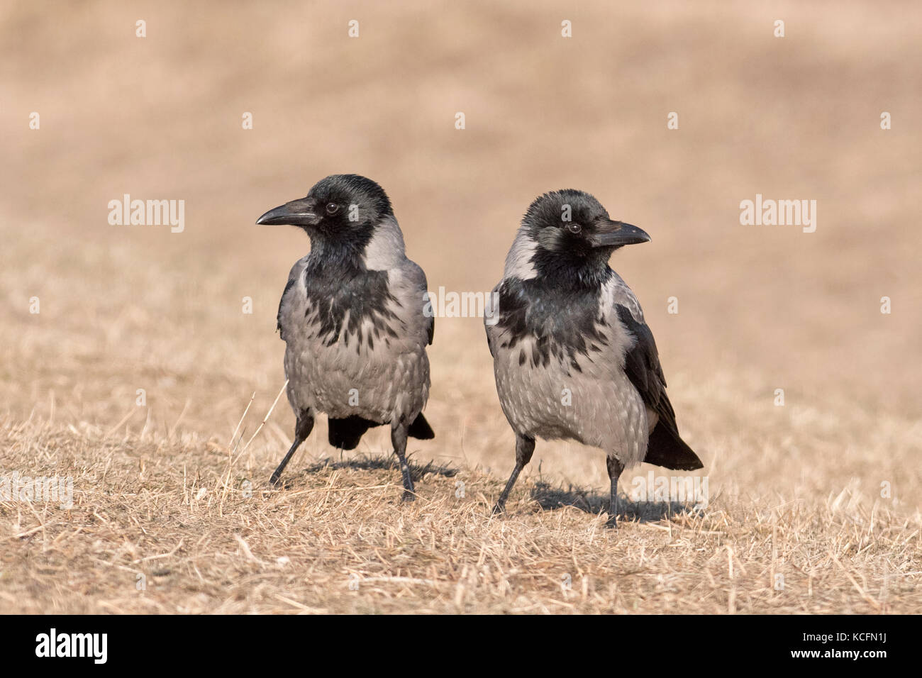 Hooded Crow Corvus cornix Parc National d'Hortobagy Hongrie Janvier Banque D'Images