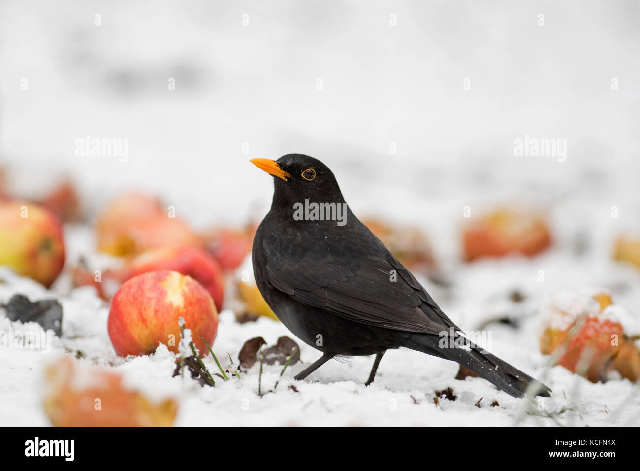 Turdus merula Blackbird homme se nourrissant de pommes dans le jardin d'hiver Norfolk Banque D'Images