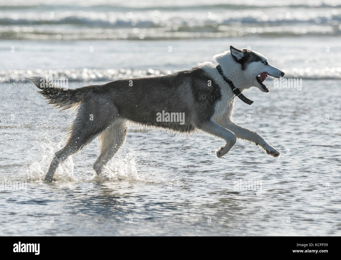 Chien Husky Sibérien à ocean beach, ca Banque D'Images