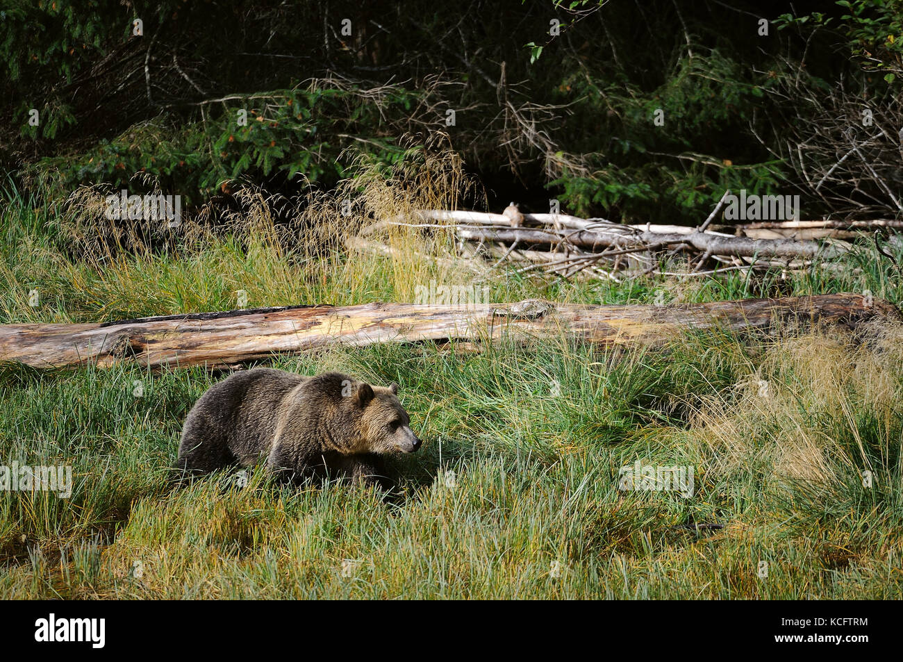 Sow Grizzly avec trois oursons, Glendale River, Vancouver BC Mainland, Canada Banque D'Images