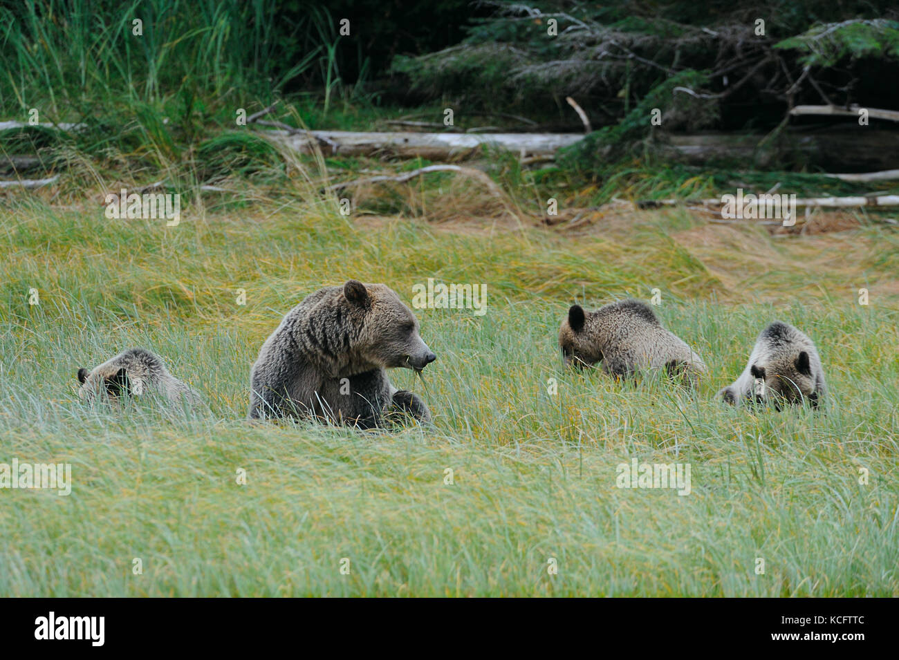 Sow Grizzly avec trois oursons, Glendale River, Vancouver BC Mainland, Canada Banque D'Images