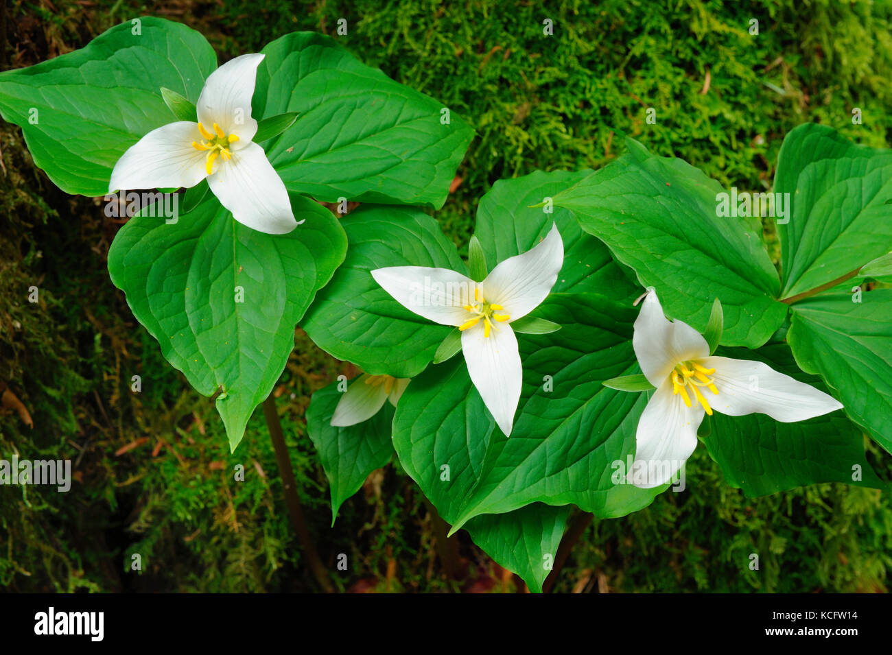 Trillium de l'ouest de la cathédrale au Parc Provincial de Gove, île de Vancouver, BC Canada Banque D'Images
