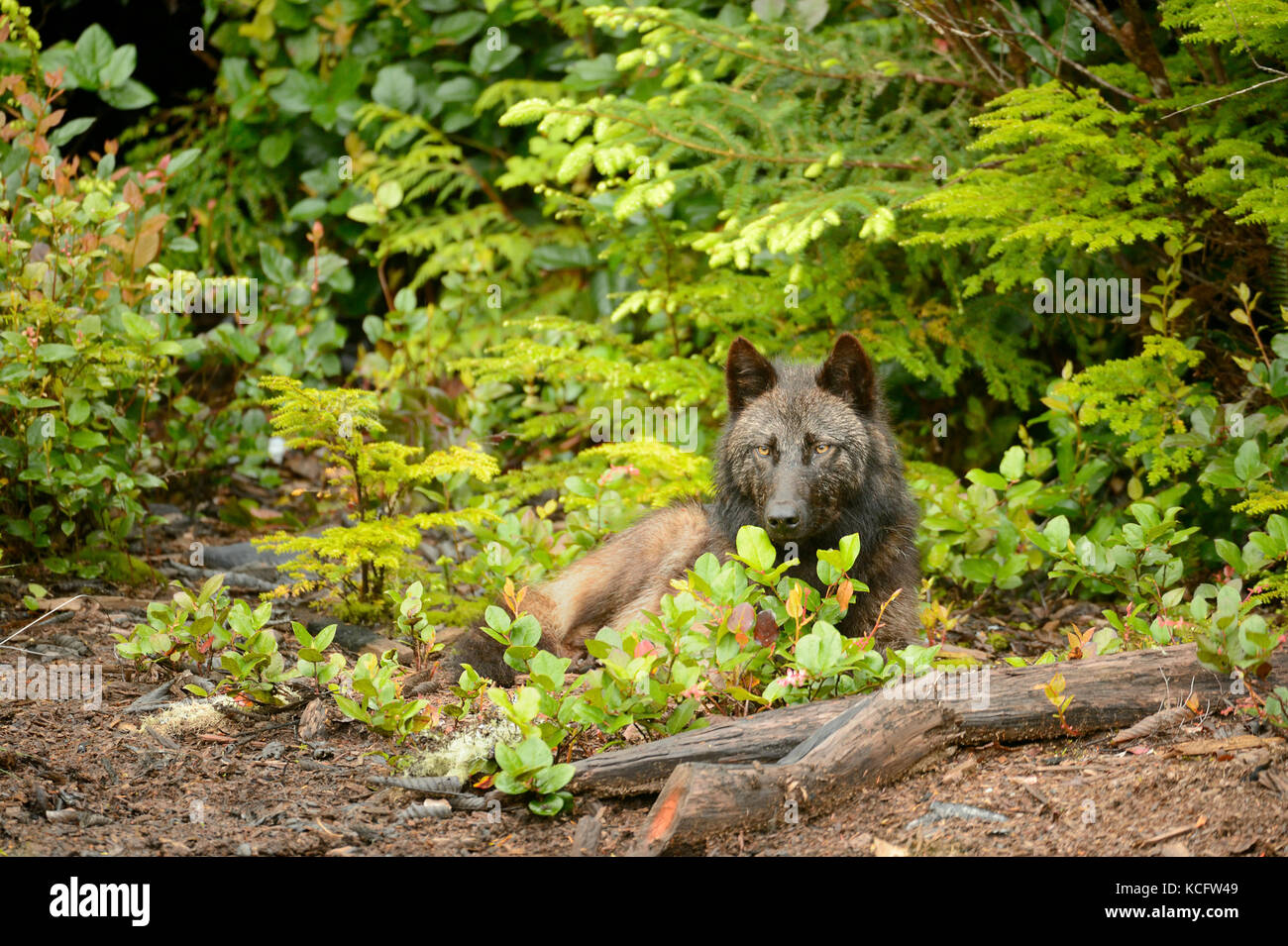 L'île de Vancouver wolf photographié sur Vargas Island, côte ouest de l'île de Vancouver, BC Canada Banque D'Images