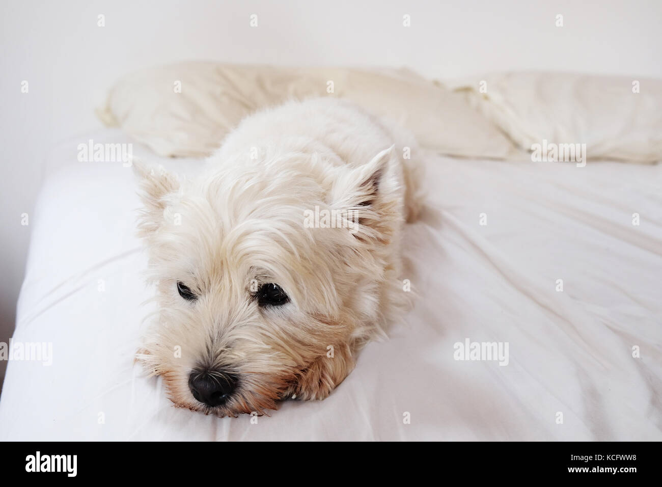 Ennuyer, grognon ou fatigué West Highland White Terrier westie chien sur unmade bed malpropre de draps blancs et d'oreillers et de la literie blanche Banque D'Images