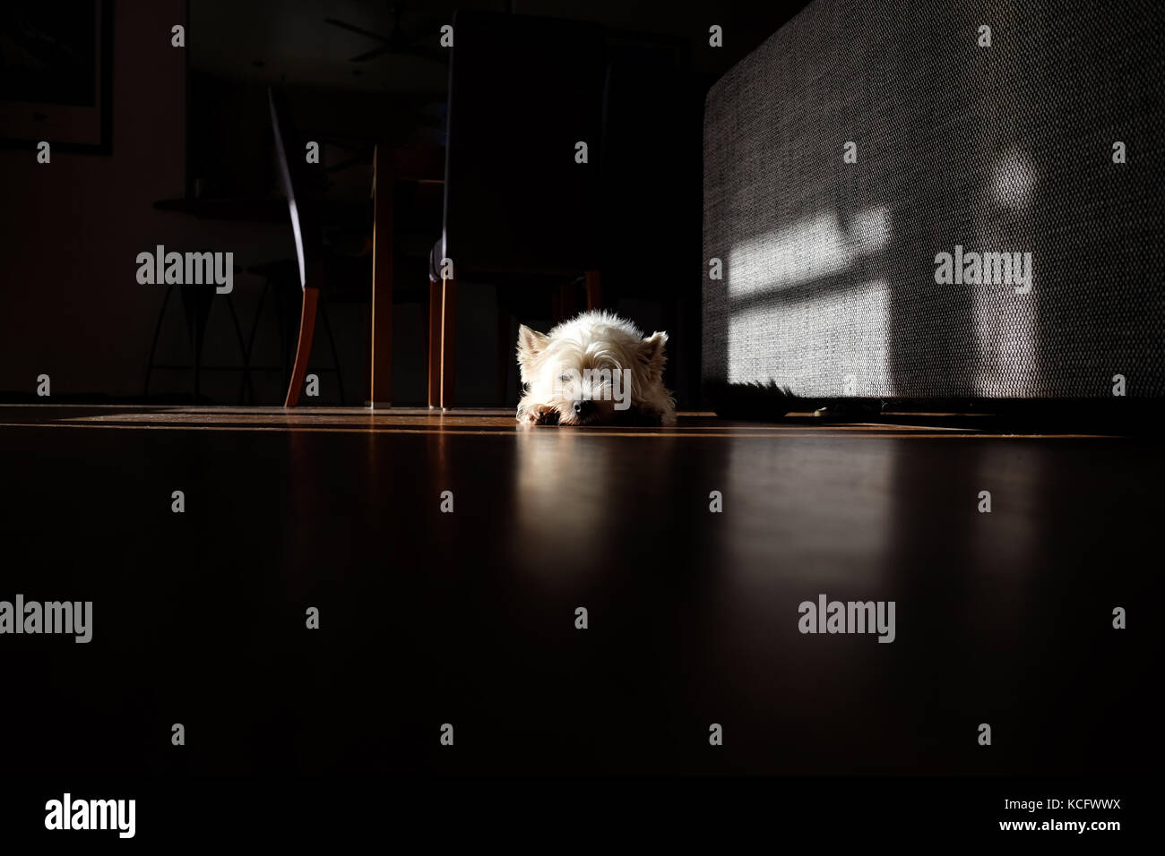 West Highland White Terrier westie chien de soleil en flaque soleil à l'intérieur Chambre salon Banque D'Images