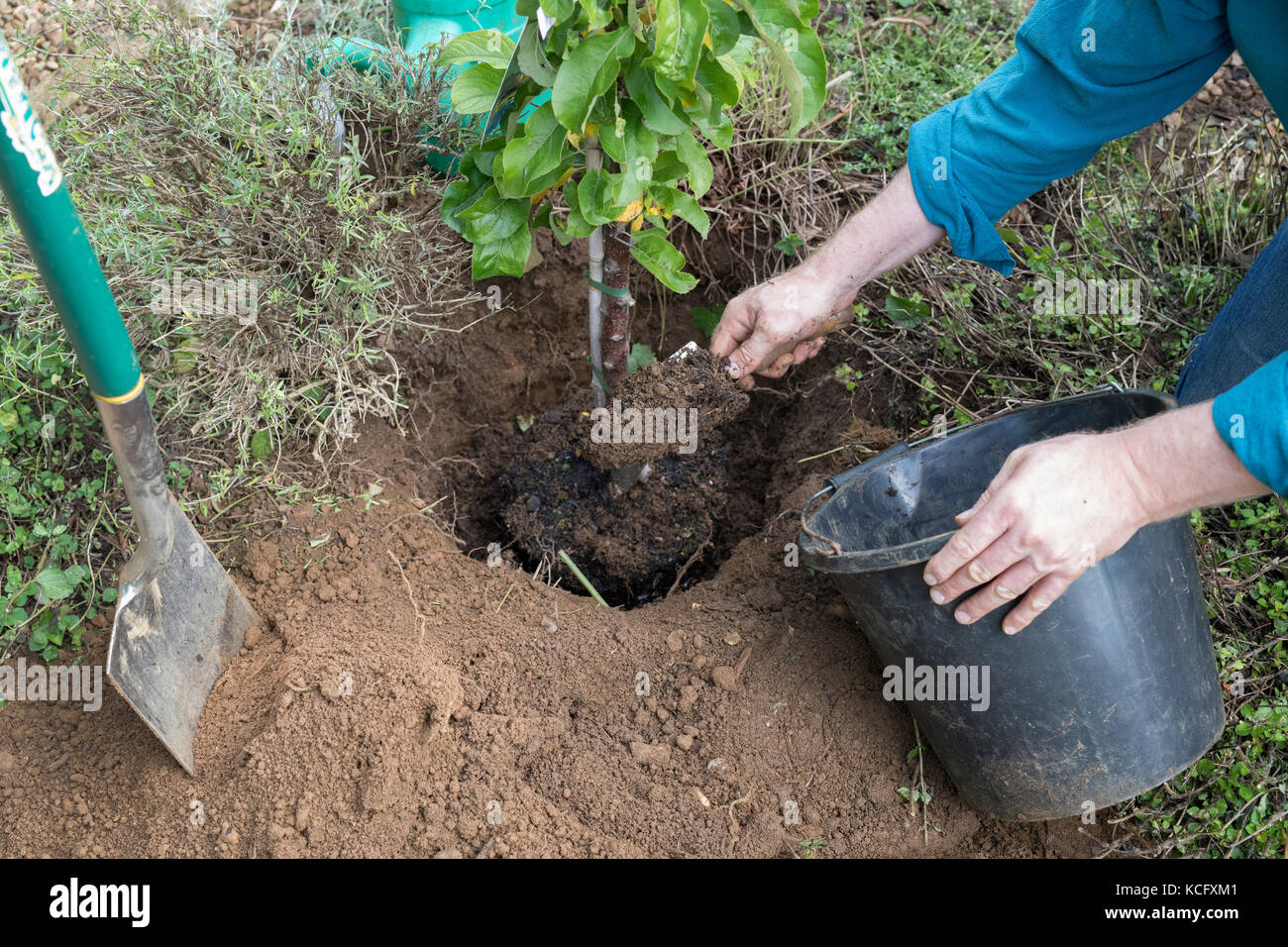 Malus domestica 'blue moon'. La plantation d'un cordon de jardinier la pomme 'Blue Moon' pommier colonnaire Starline dans un jardin anglais. UK Banque D'Images
