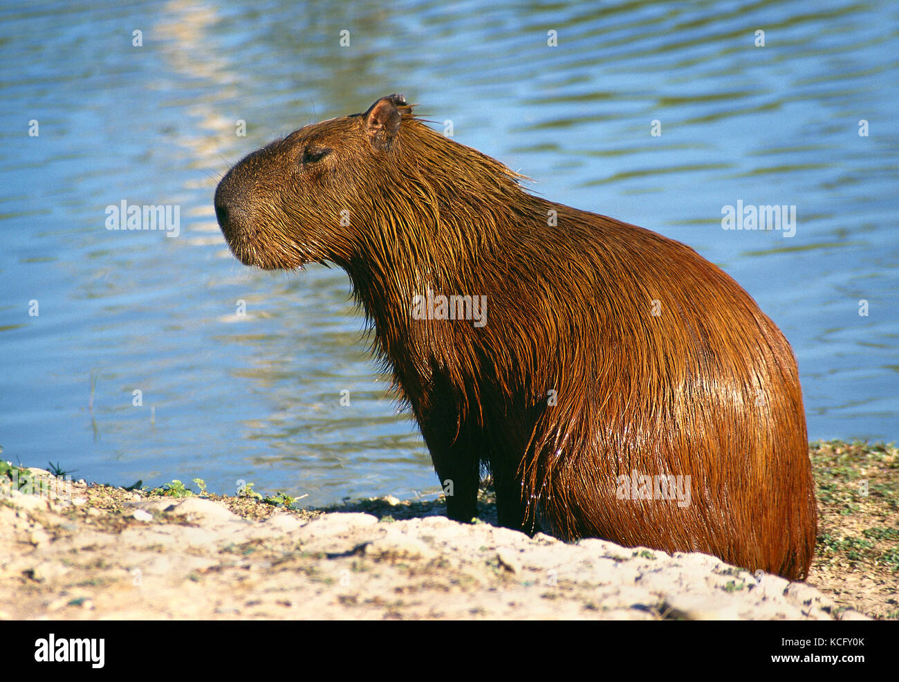 L'Amérique du Sud. Le Brésil. La faune. Capybara. Banque D'Images