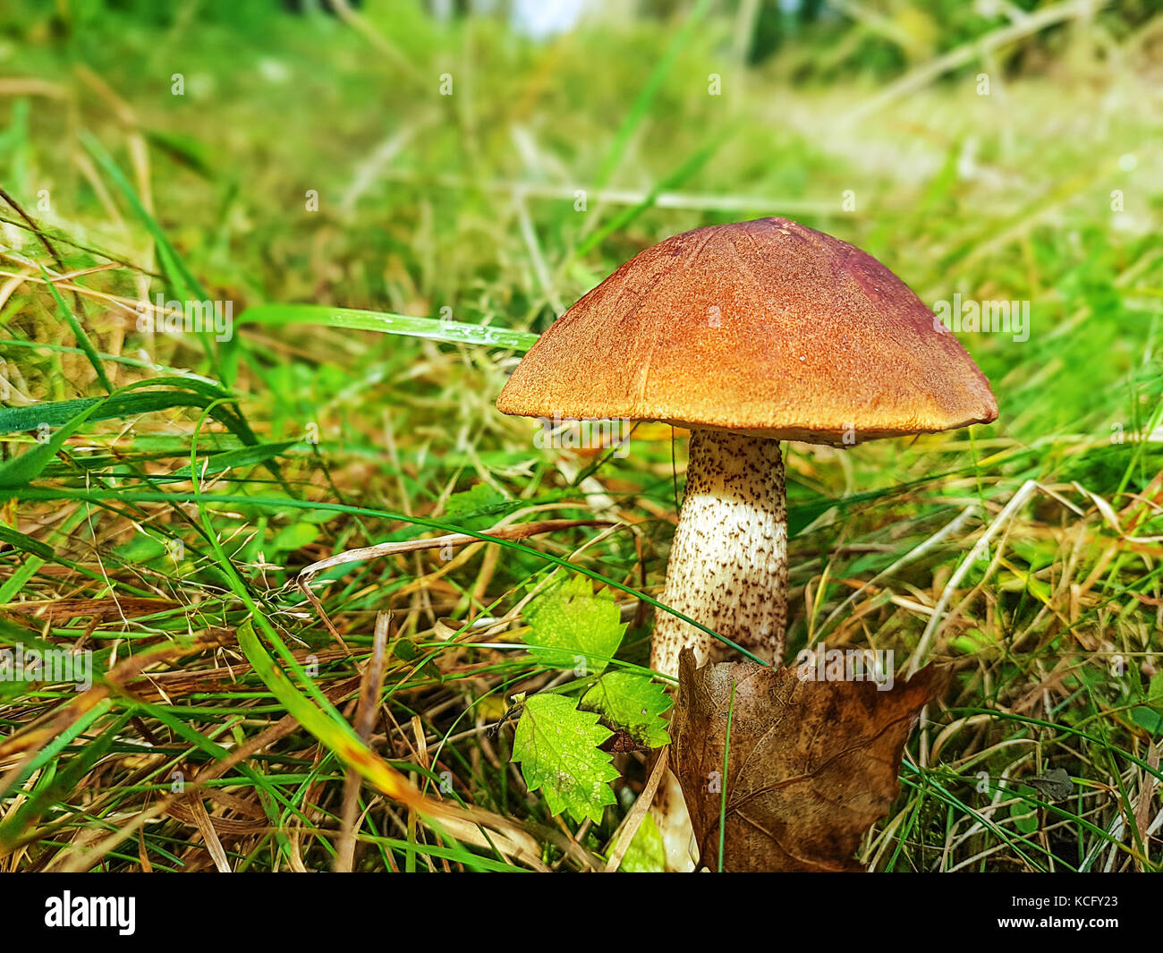 Un champignon comestible en gros plan sur une herbe dans une forêt. Banque D'Images