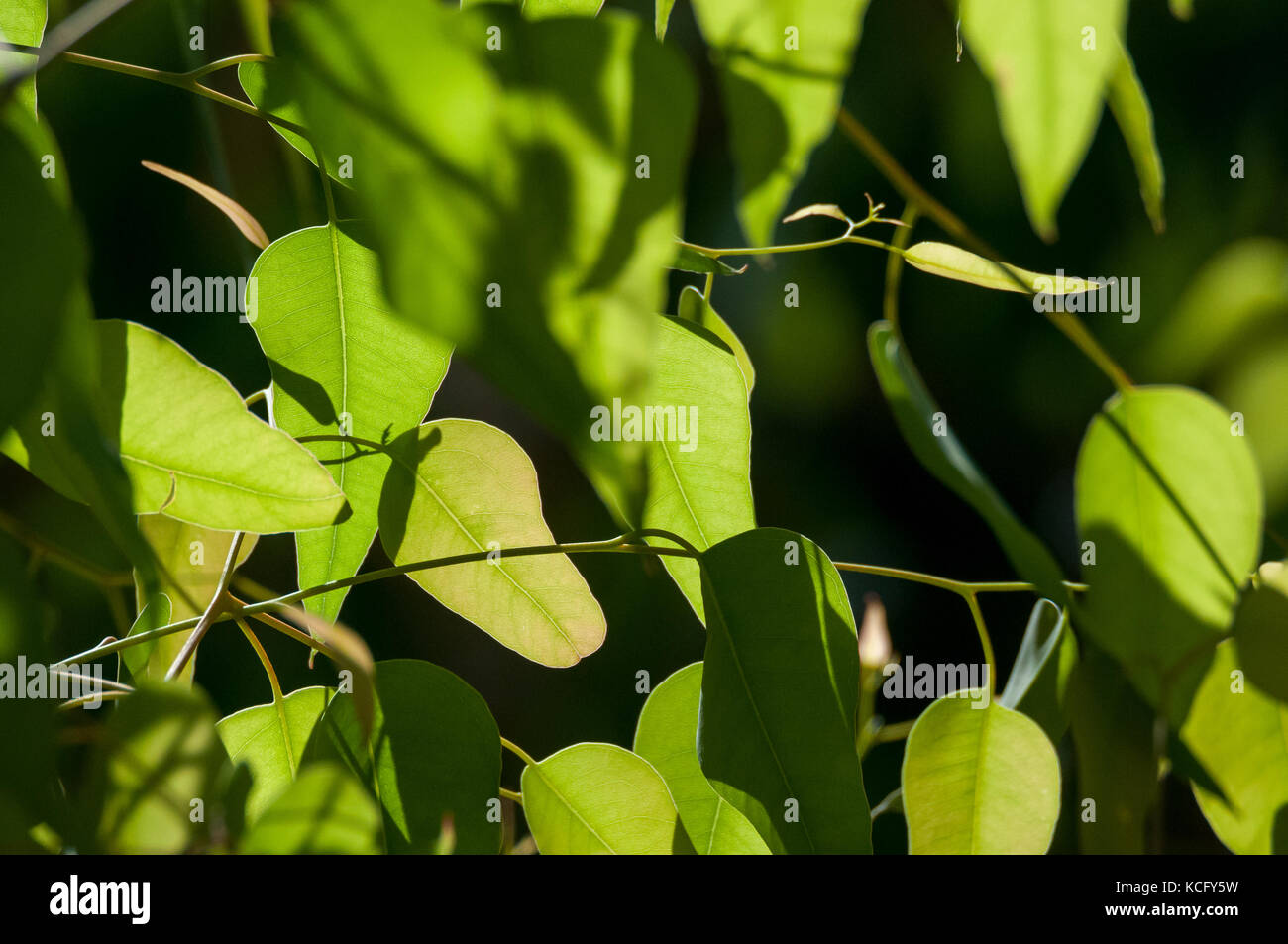 Close up of green feuilles d'eucalyptus Banque D'Images