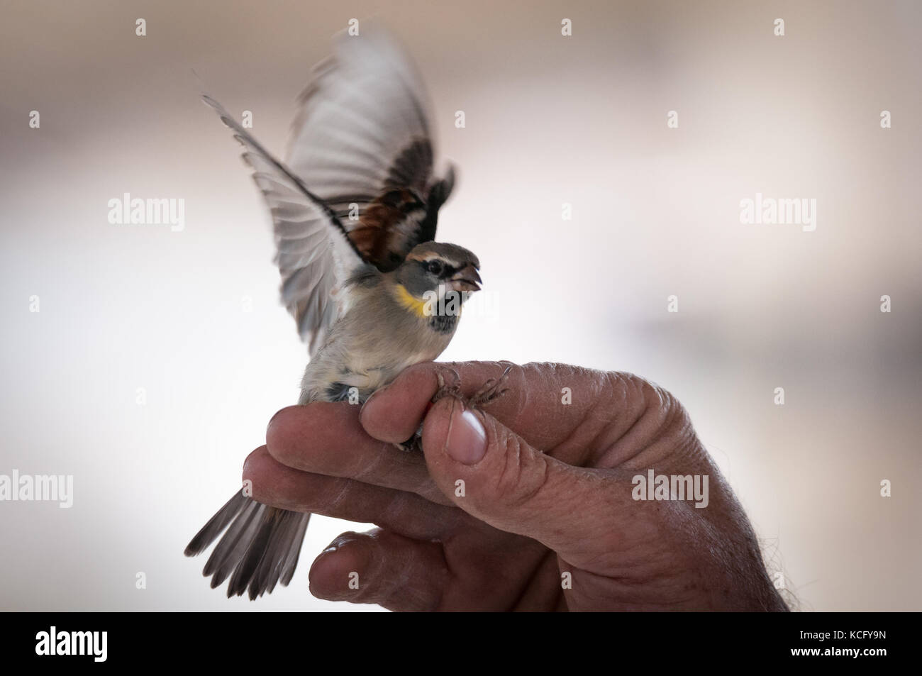 Sonnerie d'un petit sparrow Banque D'Images